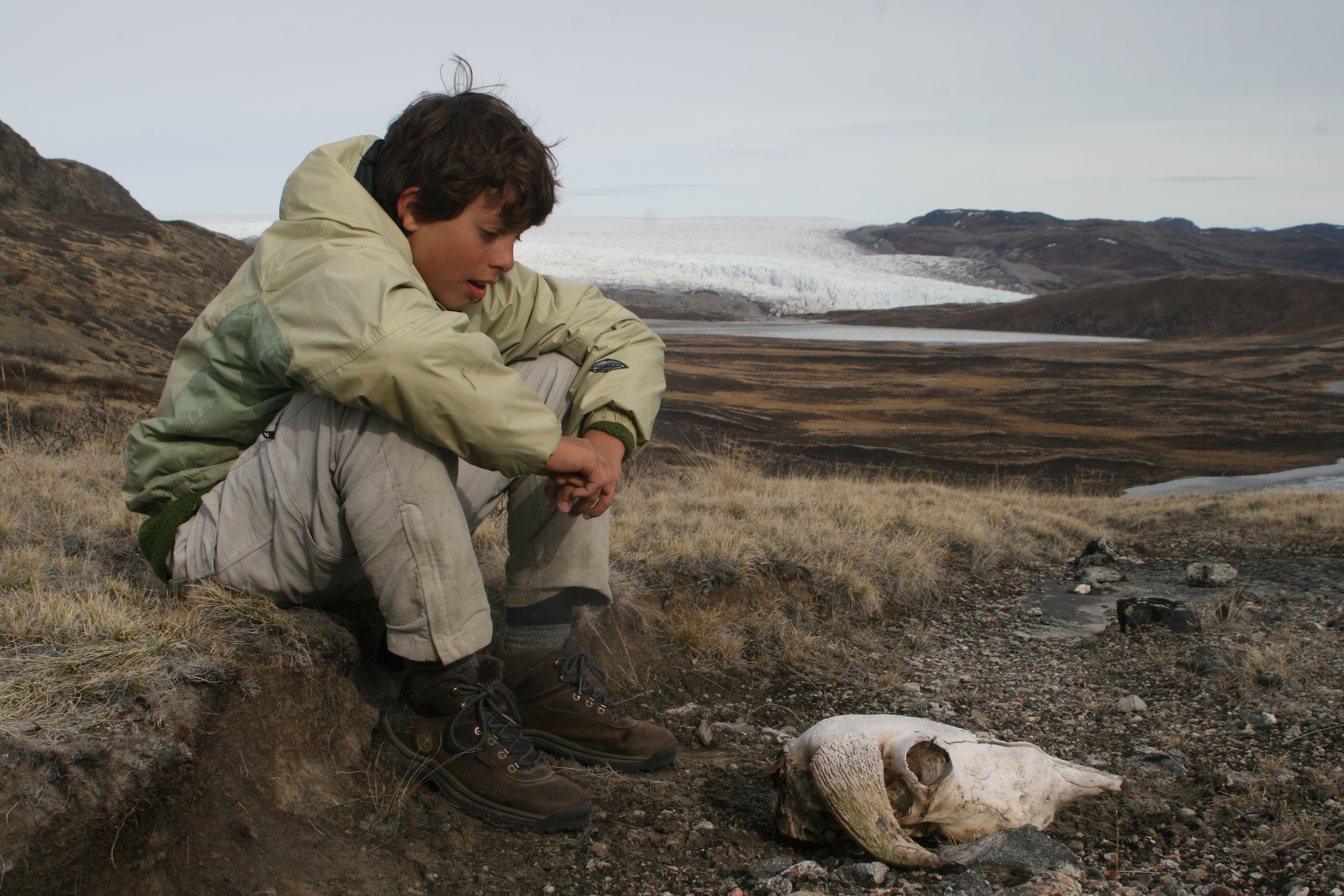 Boy sits on ground and looks at scull of muskox outdoors in Greenland