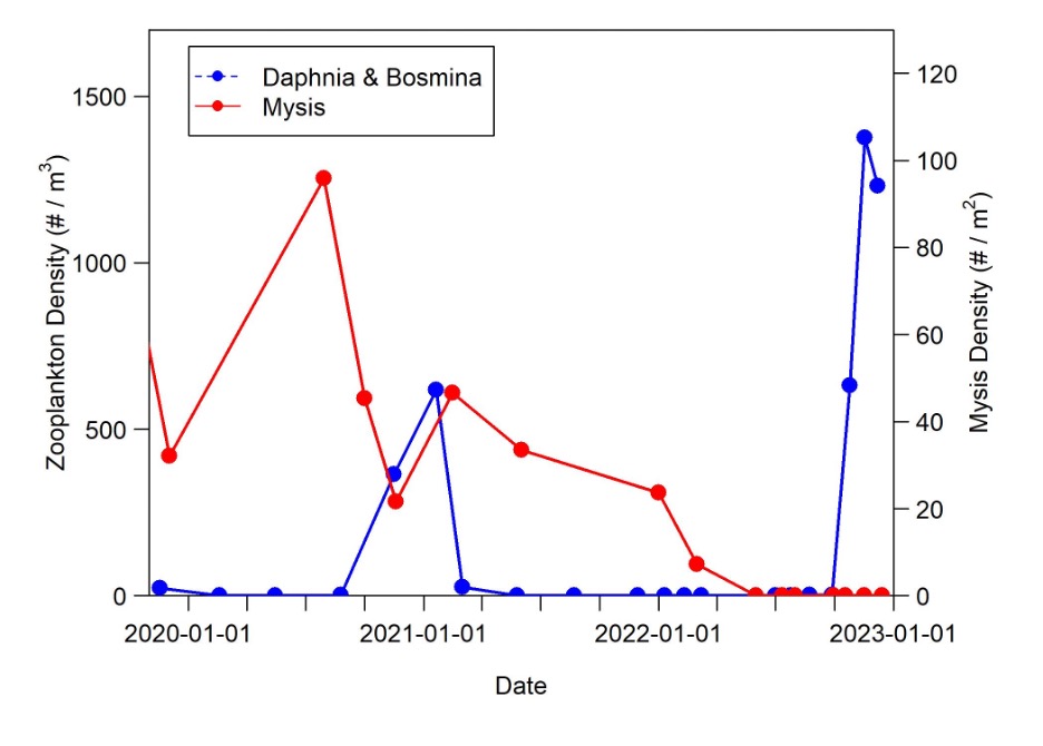 Chart showing Daphnia zooplankton decline as Mysis shrimp increase, and vice versa 