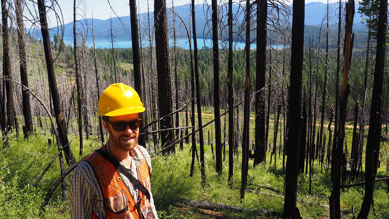 Man in yellow hard hat stands in forest previously burned in wildfire