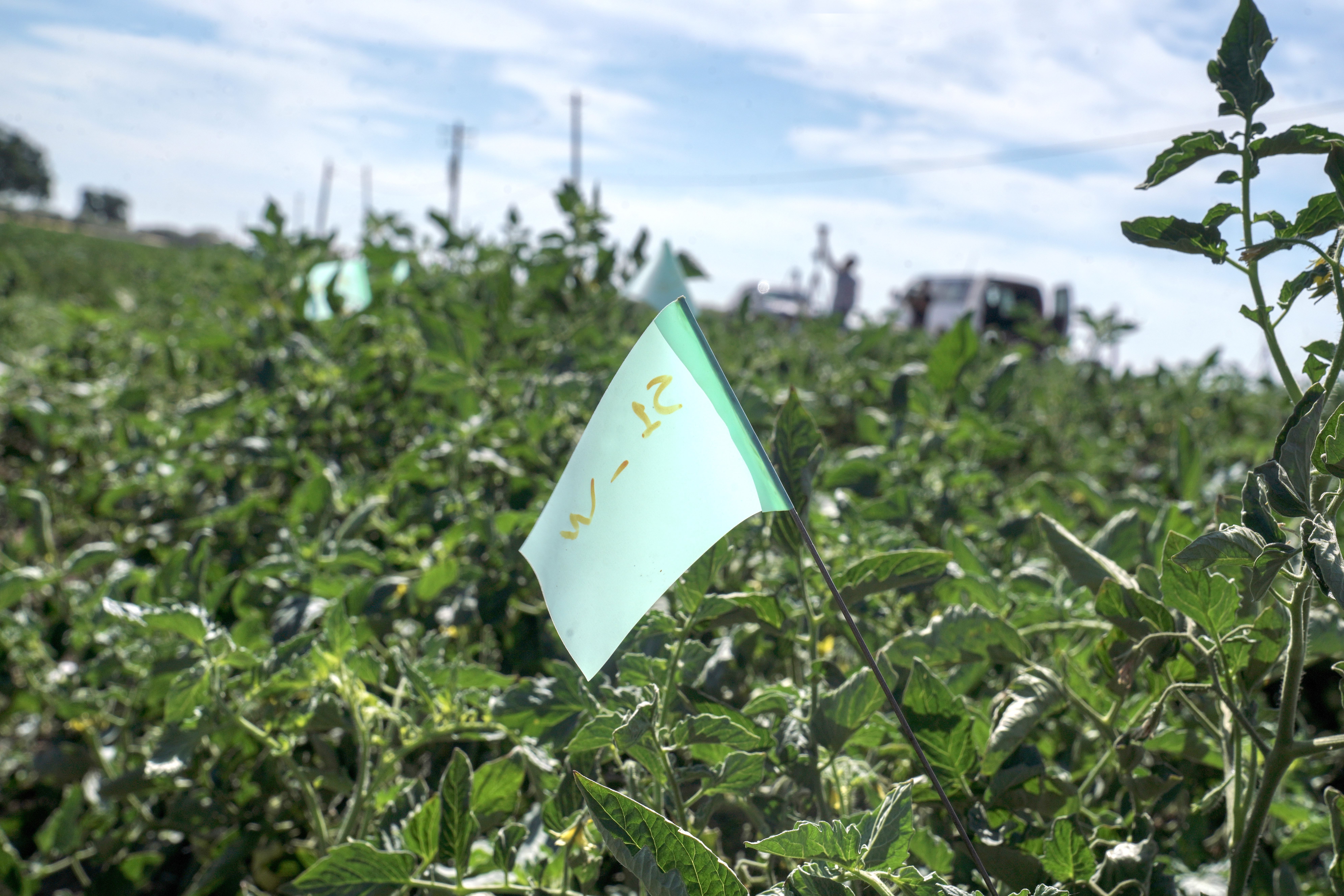 Flags marking tomato plants with weeds attached