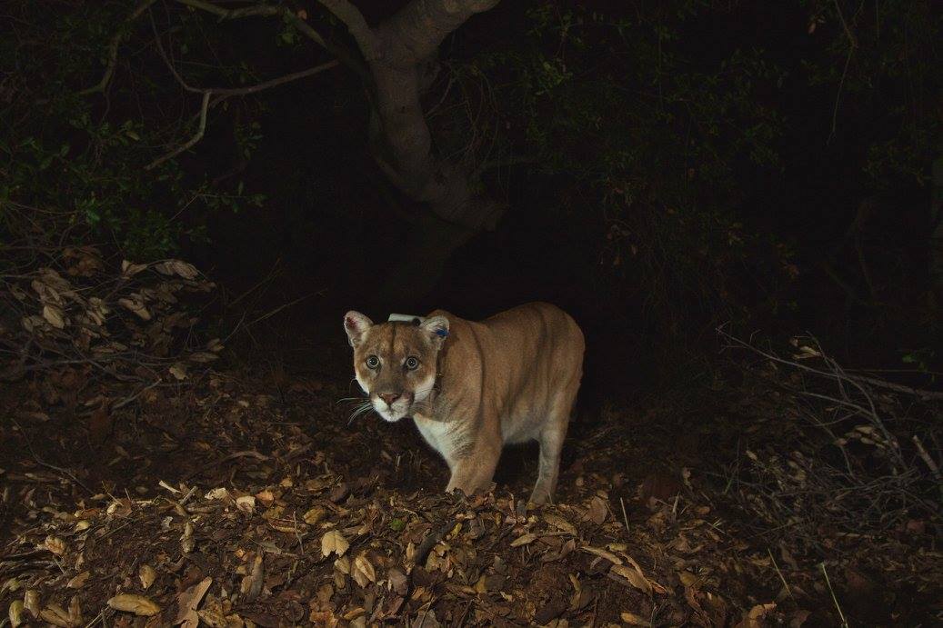 P-22 stares into remote camera on the trail in dark woods