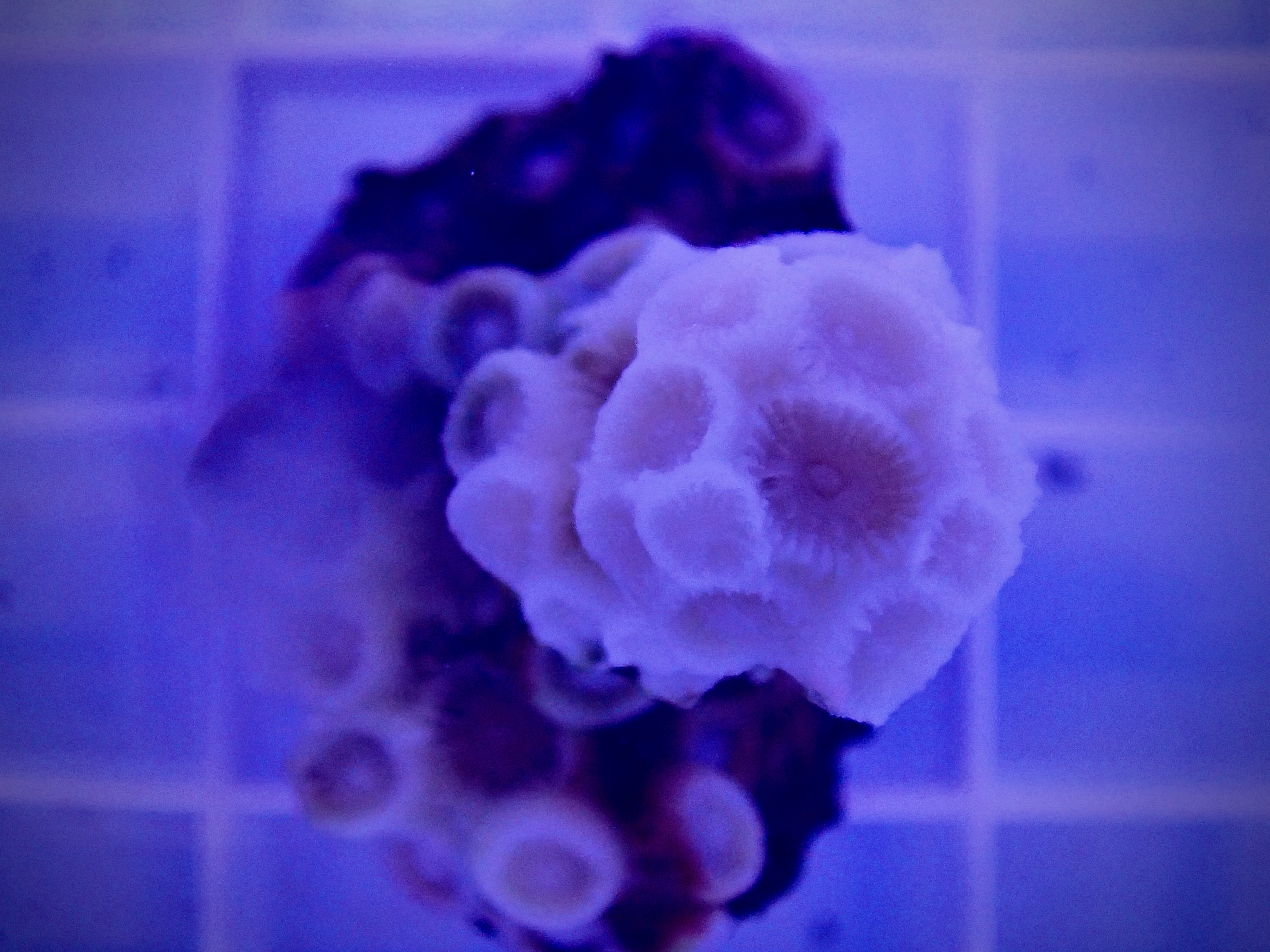 Northern star coral in quiescence in lab