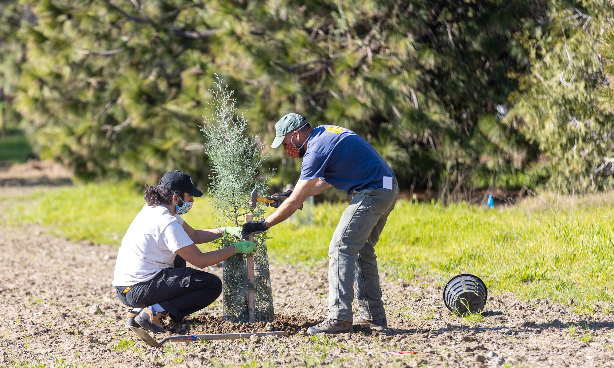 Planting trees at the experiment site