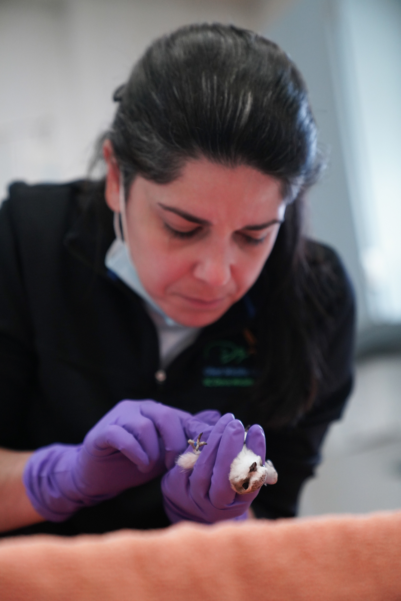 A veterinarian exams a small bird in her hands