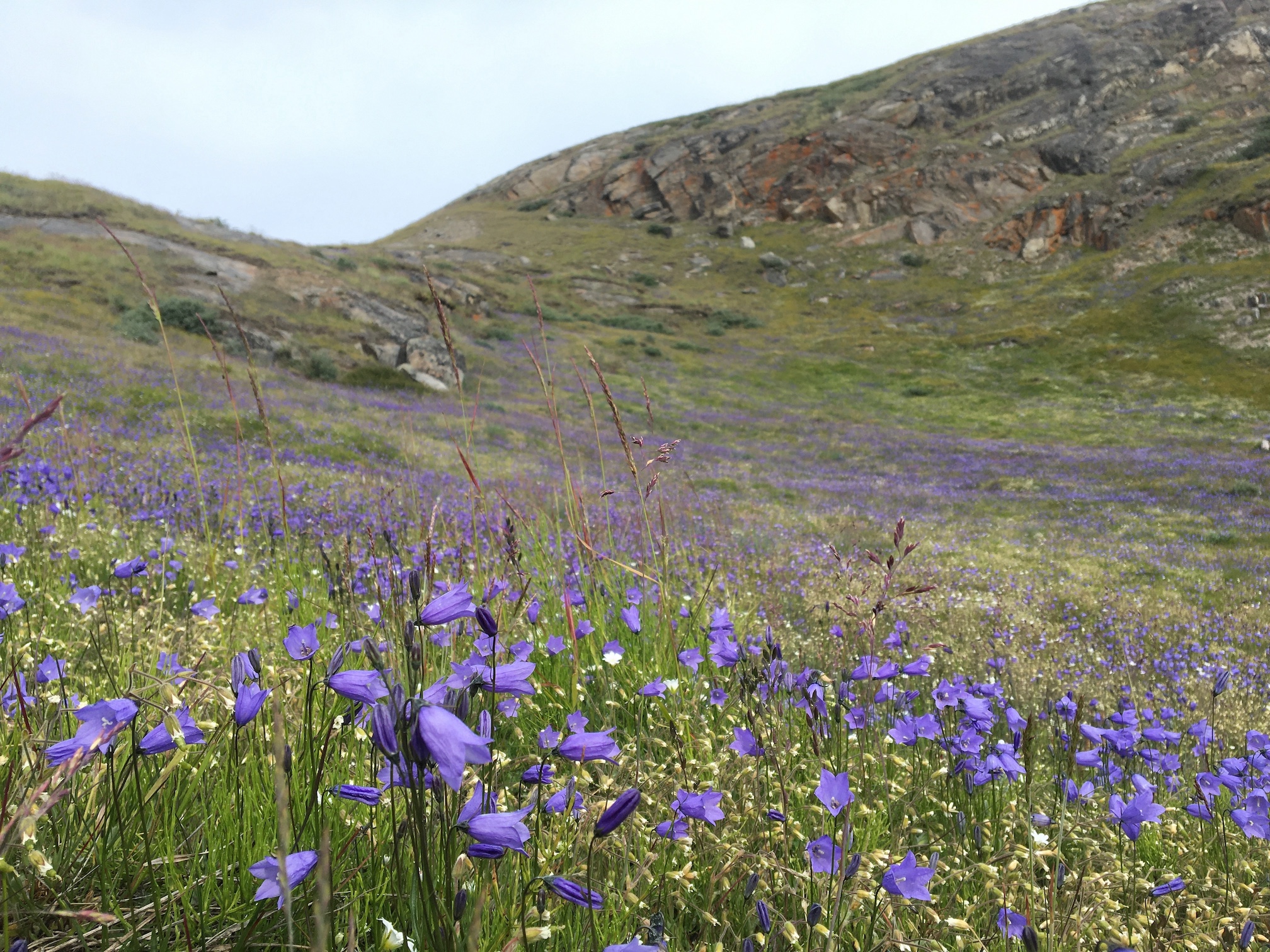 A field of purple arctic harebell dot greening meadows near Kangerlussuaq, Greenland