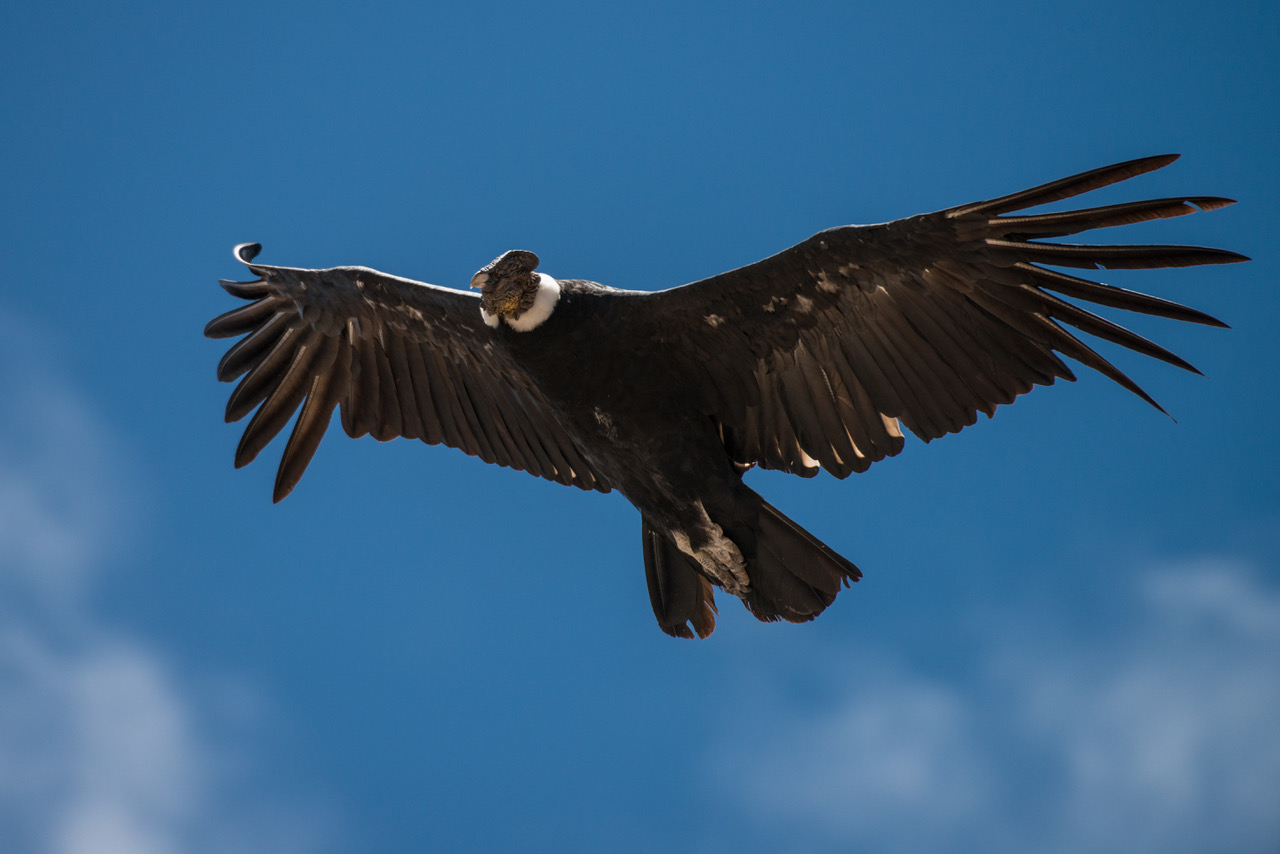 Andean condor flies in blue sky