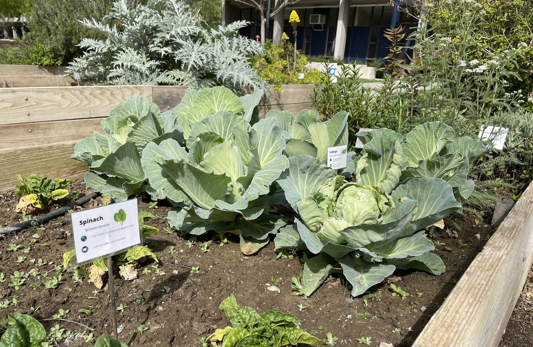 Garden with cabbage and spinach