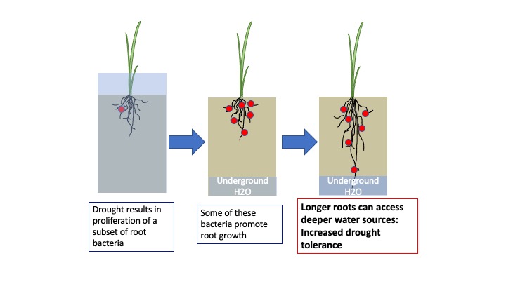 Diagram of how roots respond to drought 