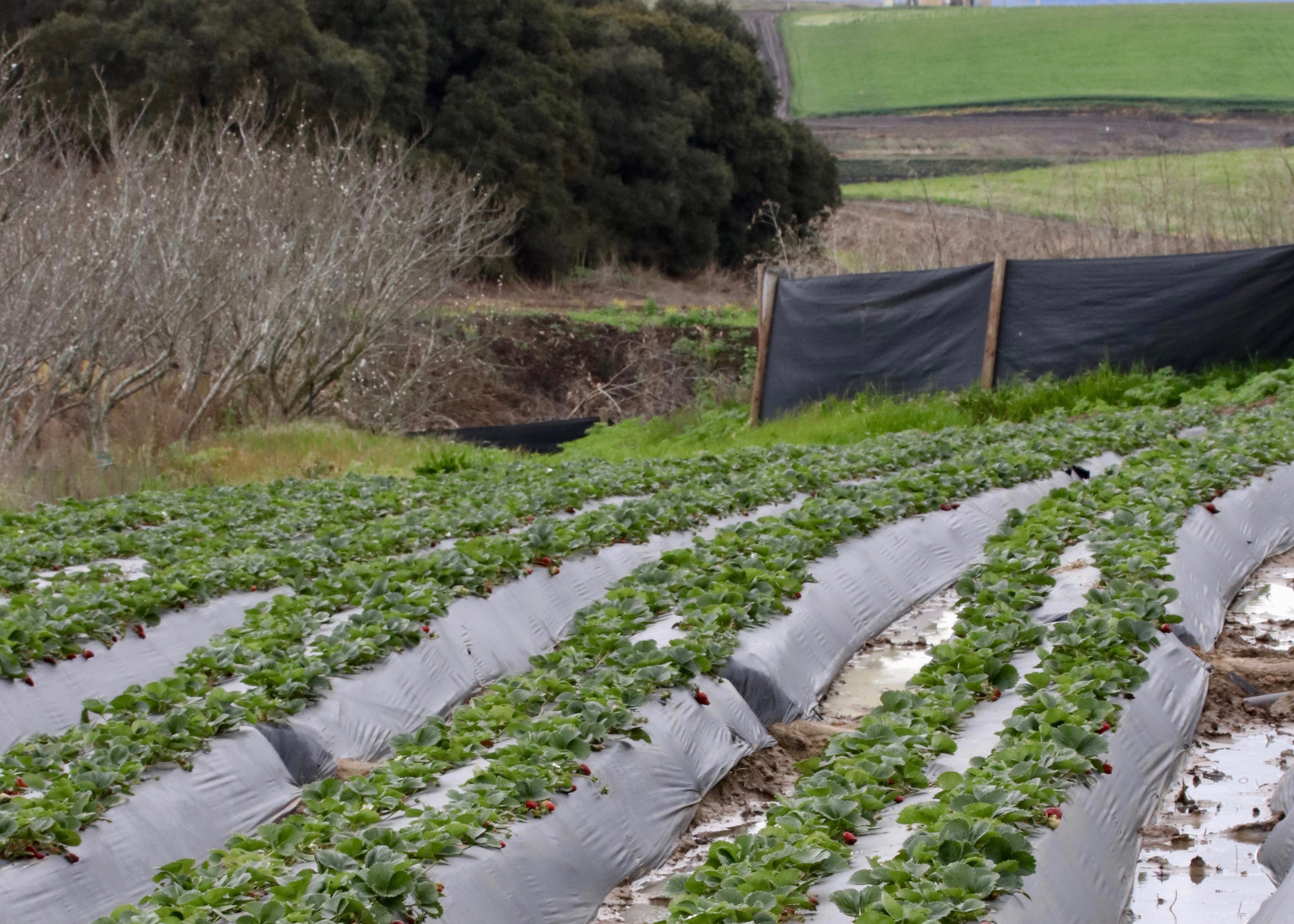 Rows of strawberries in a field grow next to shrubs and trees in California's Central Coast. 
