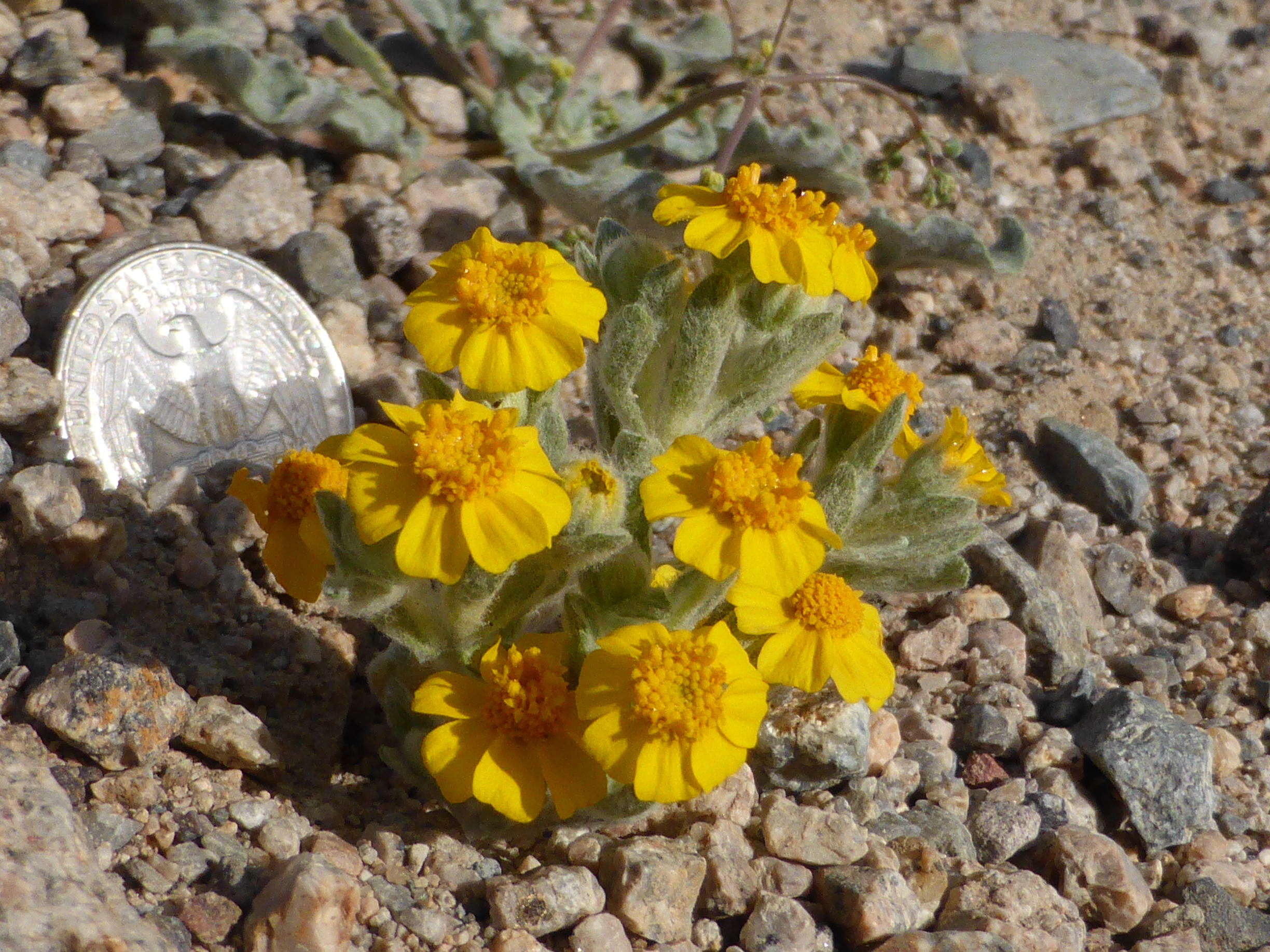 A closeup of a small yellow flower, the common Wallace's woolly daisy, nest to a quarter in Mojave Desert 