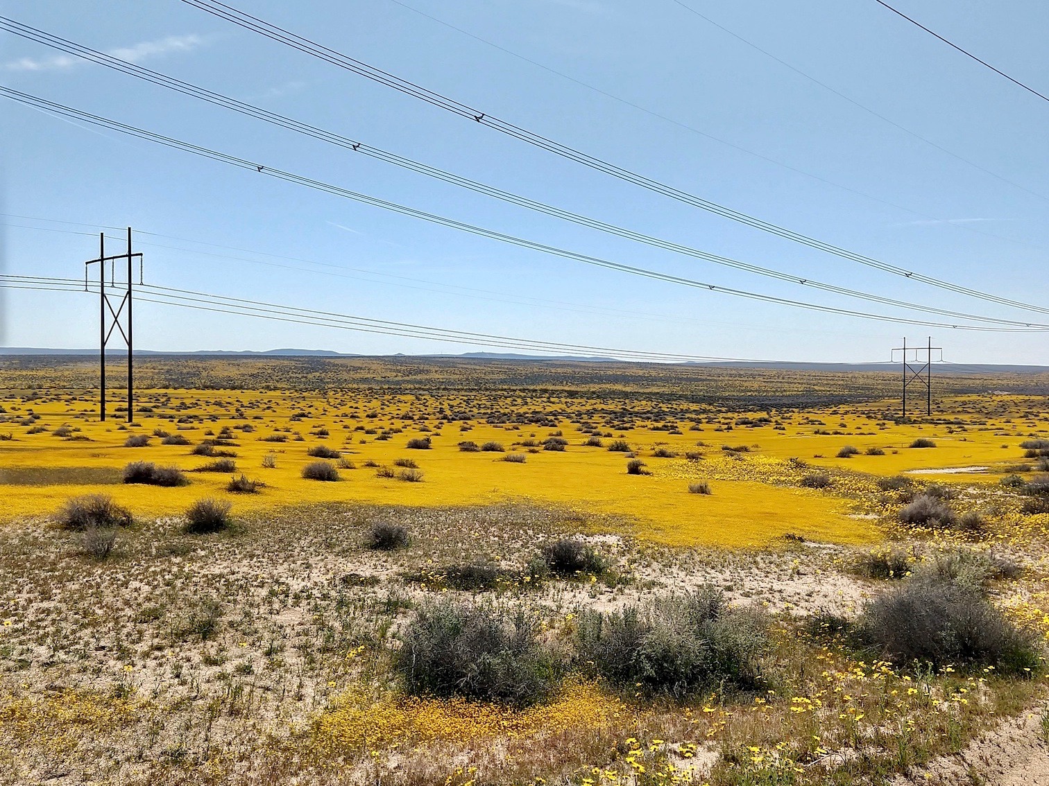 Mojave Desert blanketed in yellow flowers