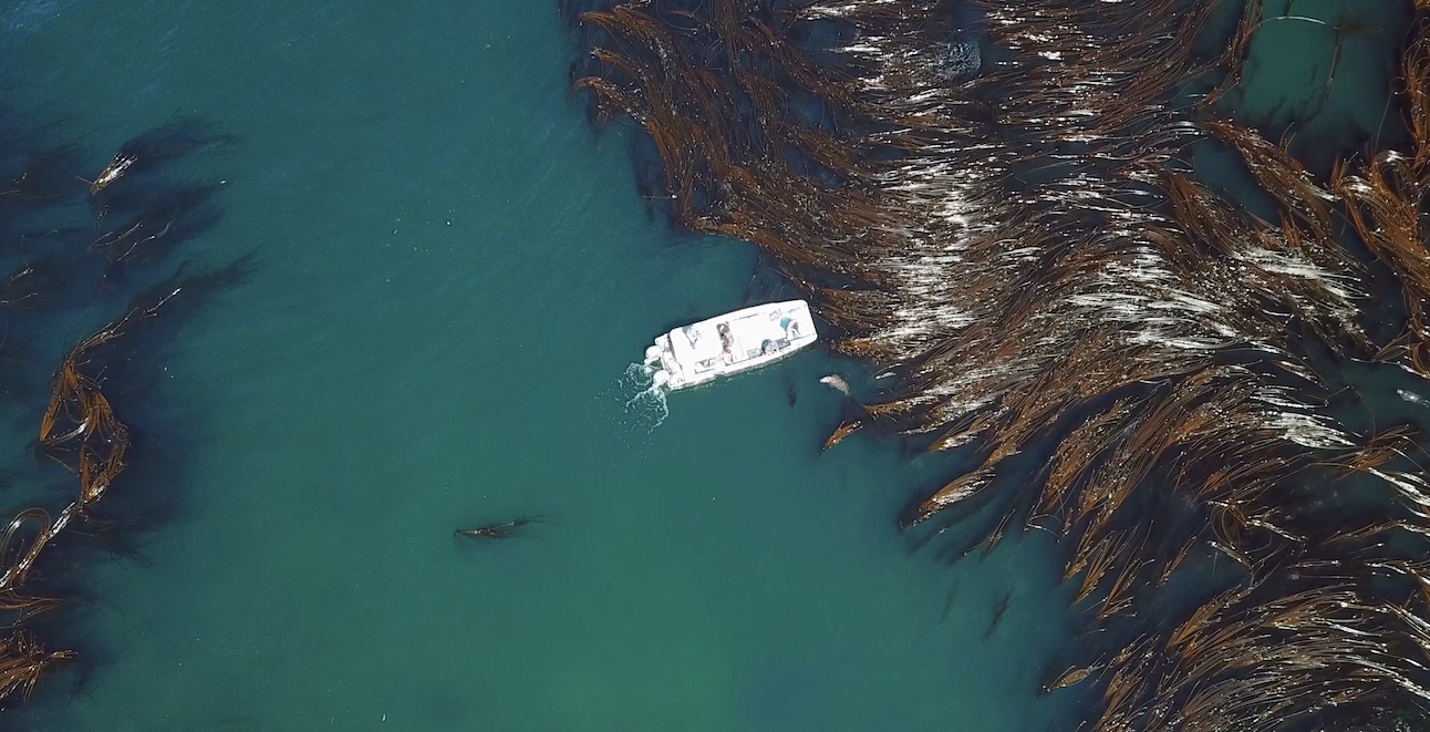 Aerial drone imagers of a boat navigating kelp and rocks in the San Juan Islands