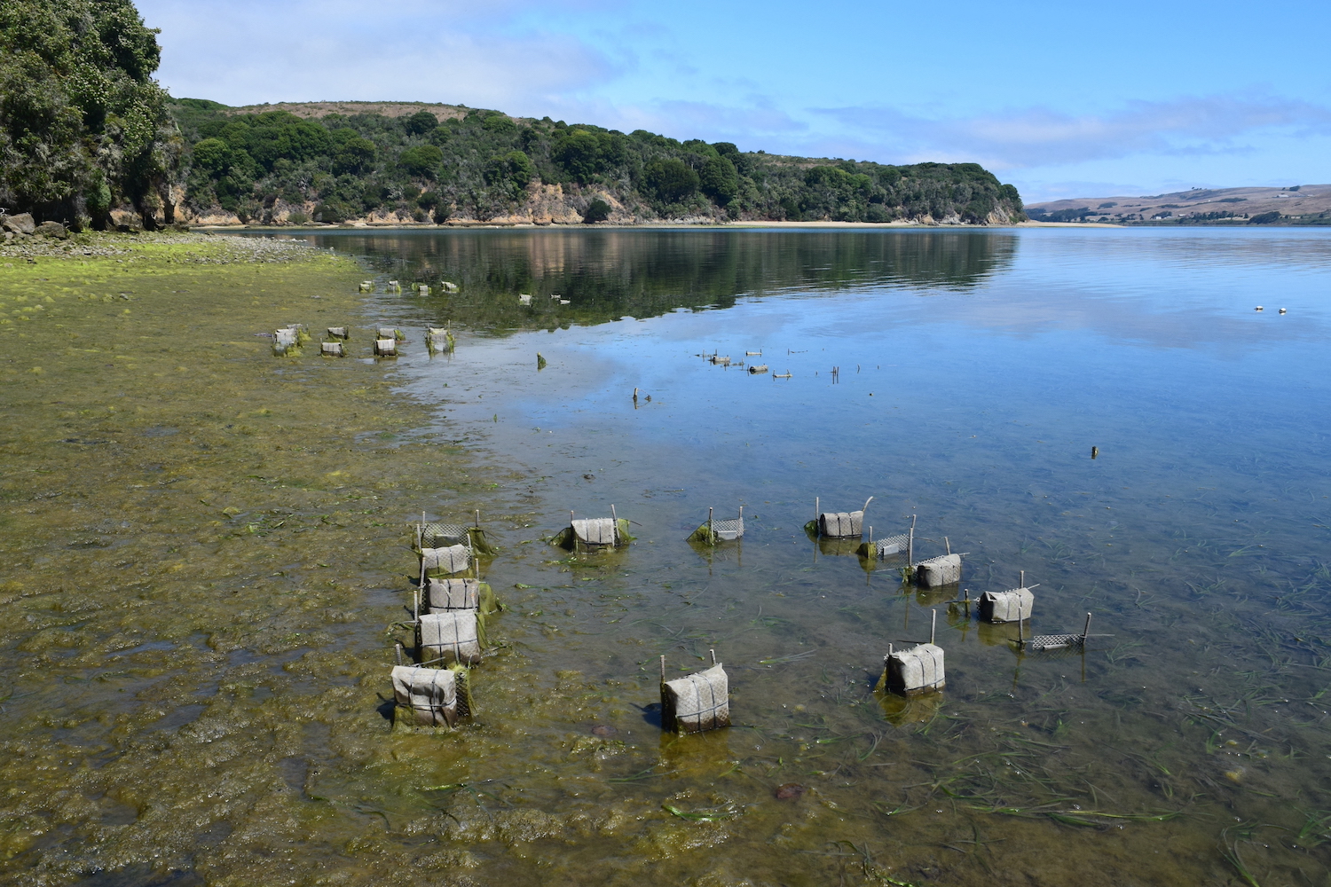 Study site at Tomales Bay with caged enclosures along shoreline