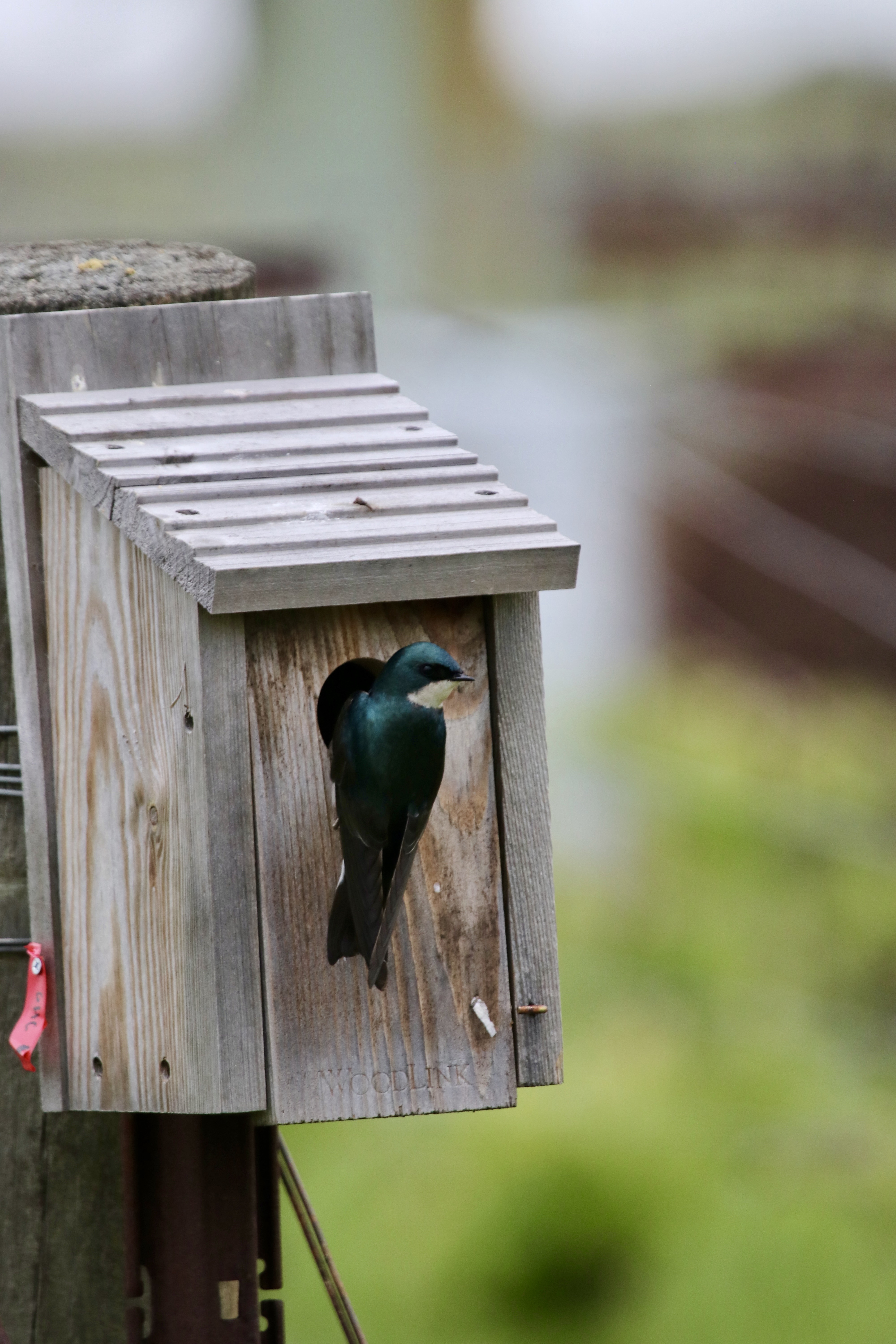 Tree swallow in bird nest box