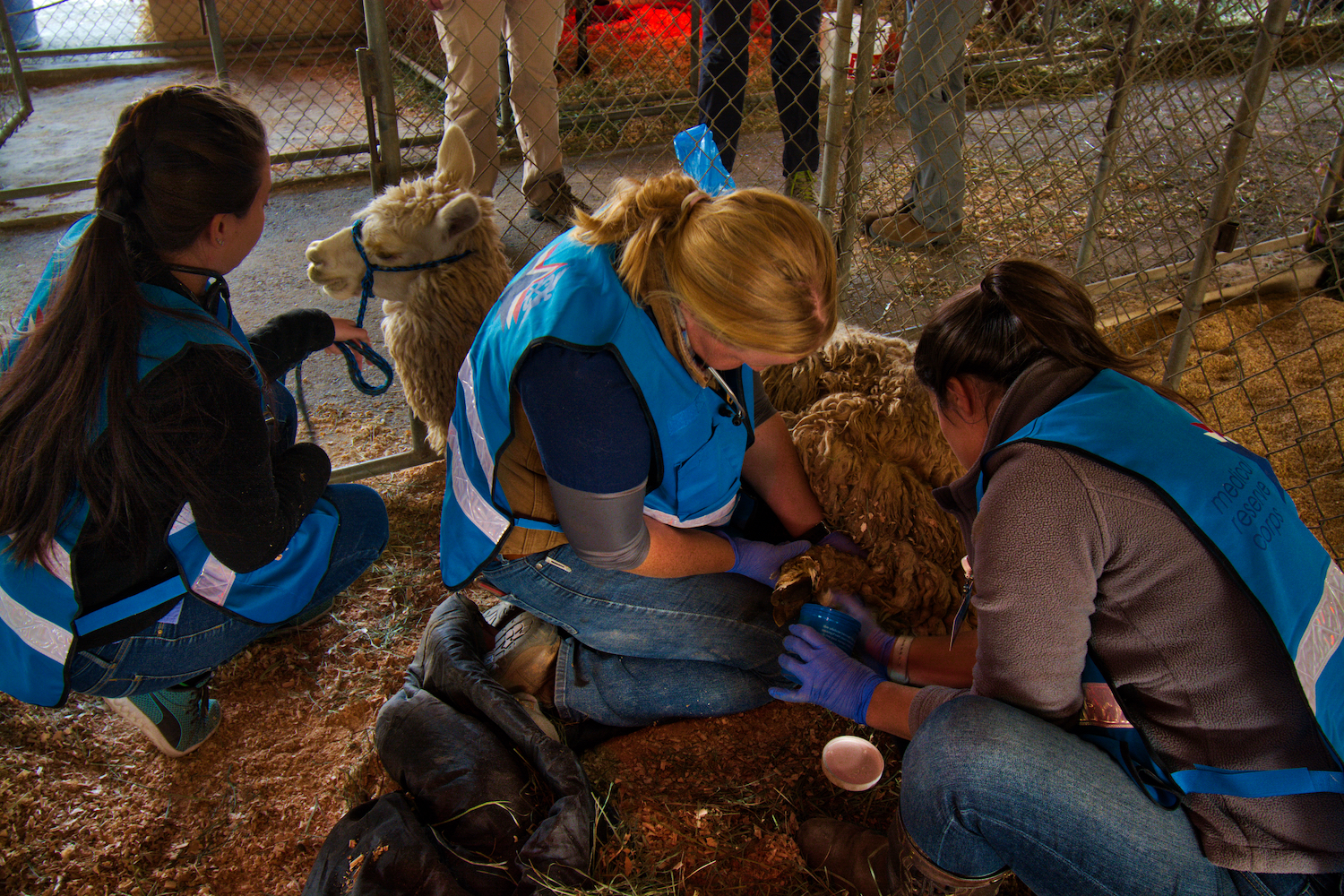 UC Davis veterinary team care for alpaca with burns.