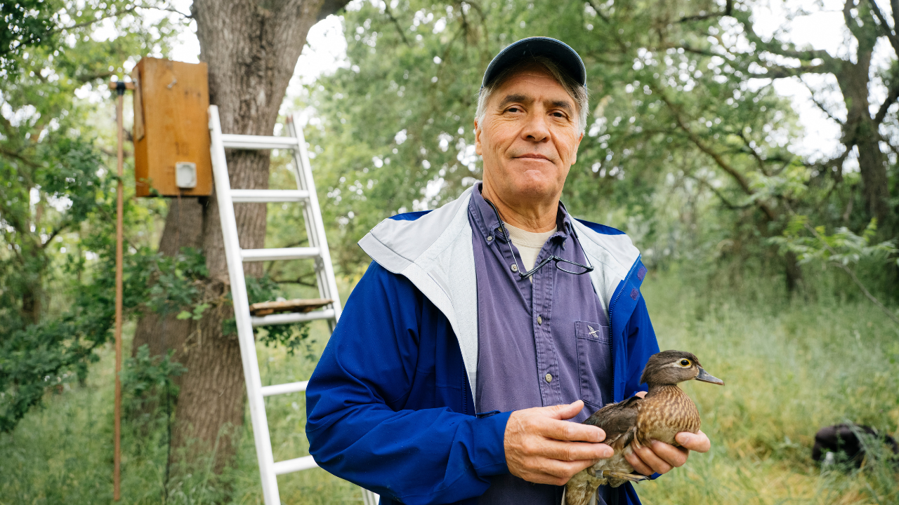 Professor John Eadie holding a wood duck in front of a nest box. 