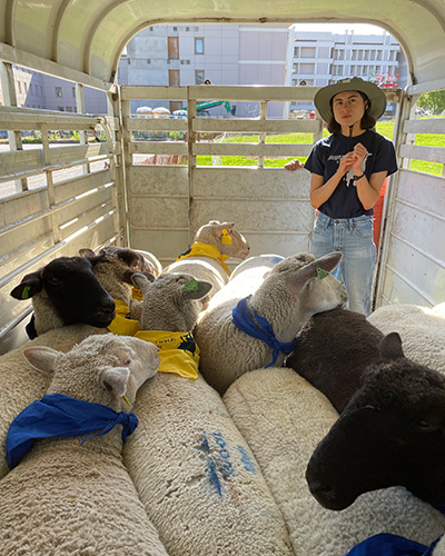 Mina Bedogne in a sheep trailer with sheep
