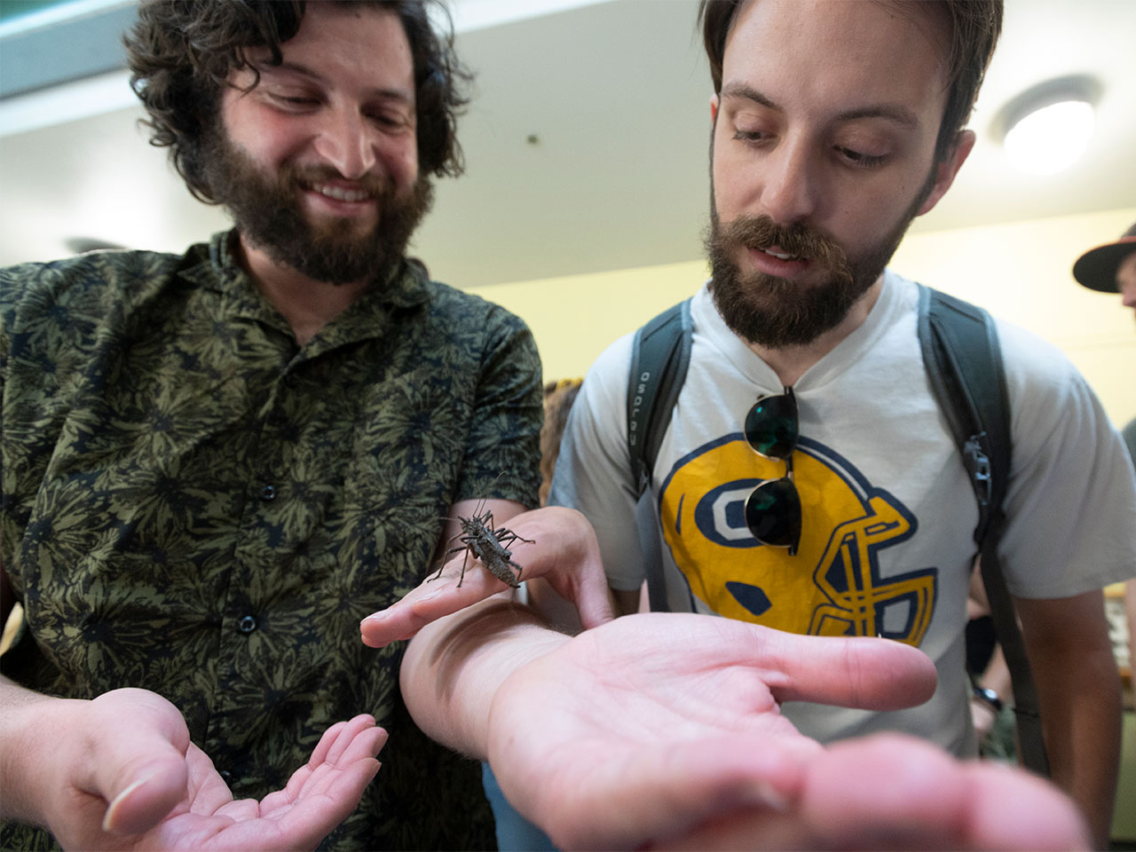 Two individuals at the UC Davis' Bohart Museum on Picnic Day, closely observing a walking stick bug perched on one of their hands, with expressions of focused curiosity on their faces.