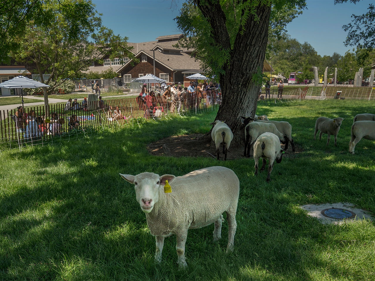 Sheep calmly grazing on a grassy field at UC Davis, with one sheep looking toward the camera and students painting in the background, shaded by a large tree.
