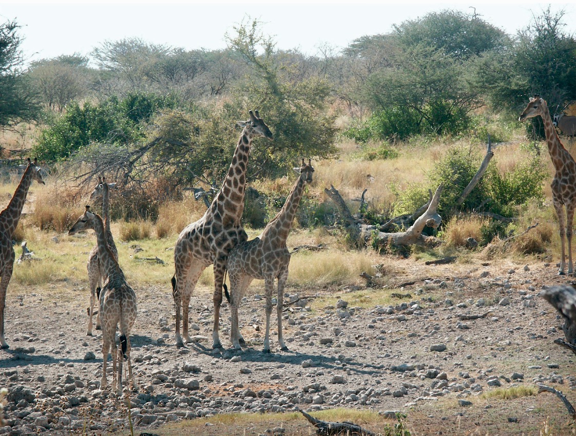 Giraffes mate in Namibia