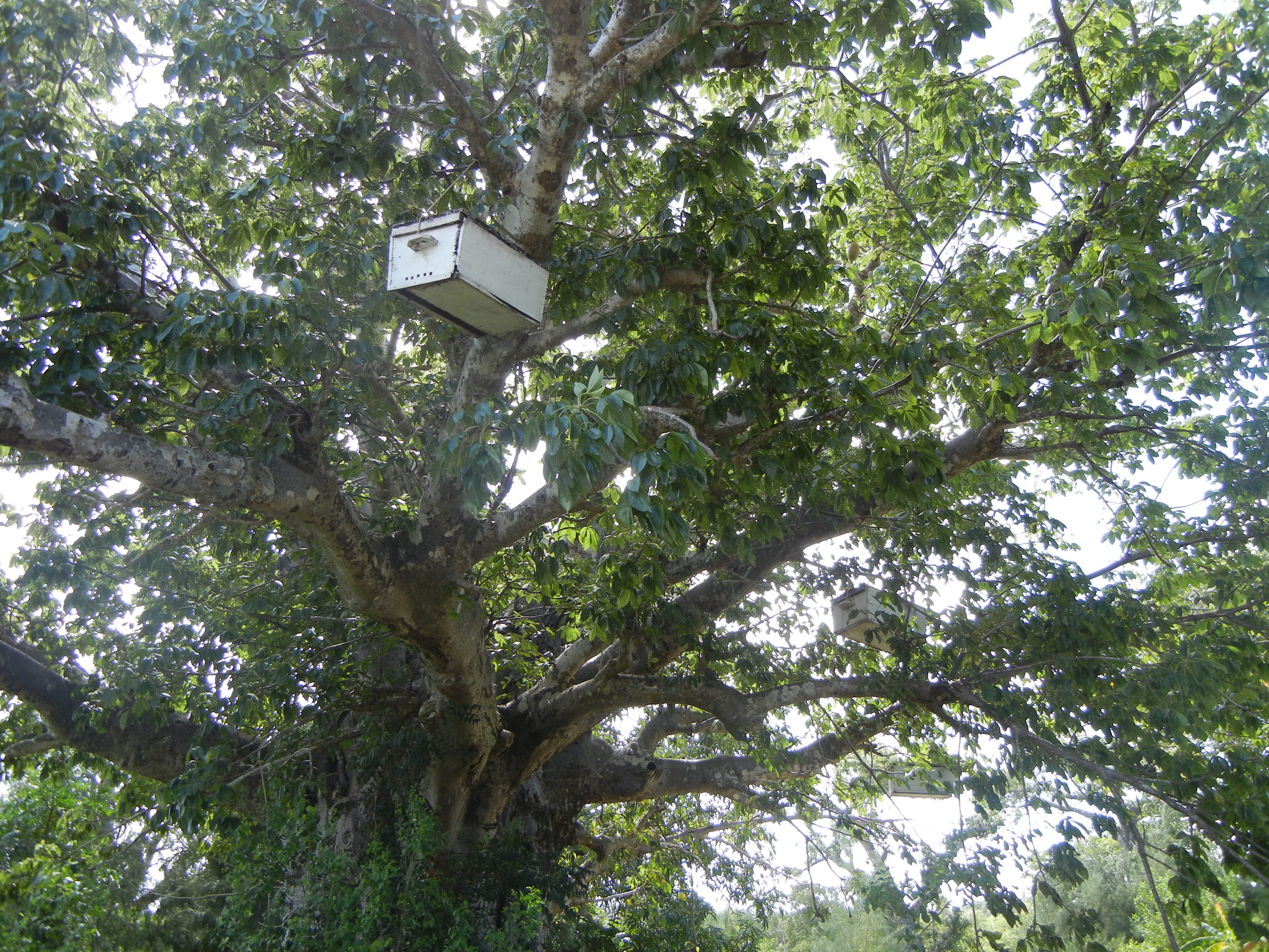 Beehive in a treetop in Pemba, Tanzania