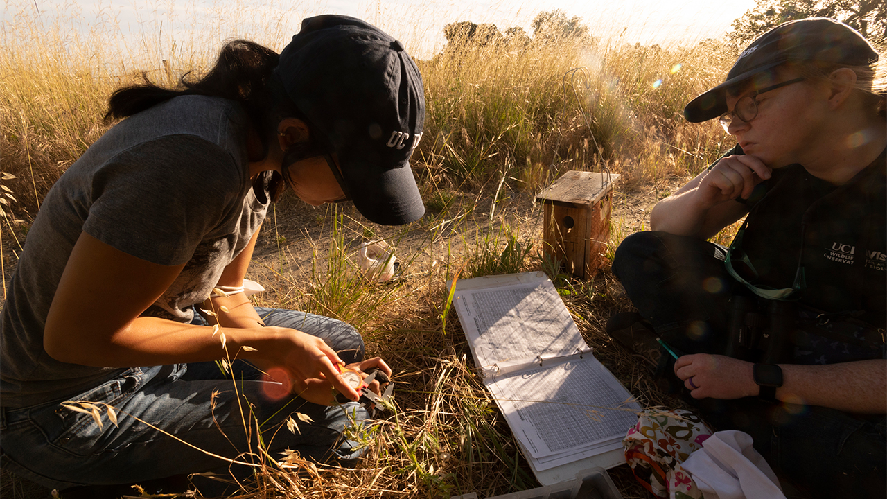 A UC Davis student measures a swallow with a staff wildlife biologist in a field aglow with golden-hour light.