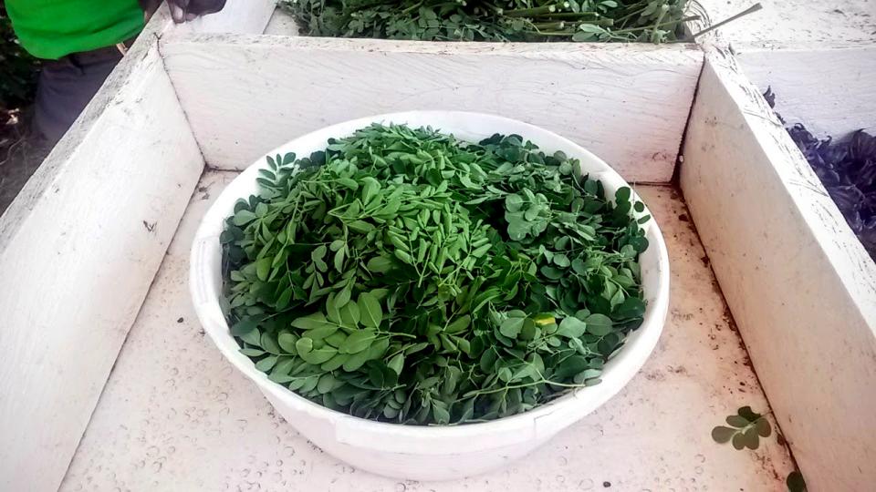 bowl of harvested Moringa