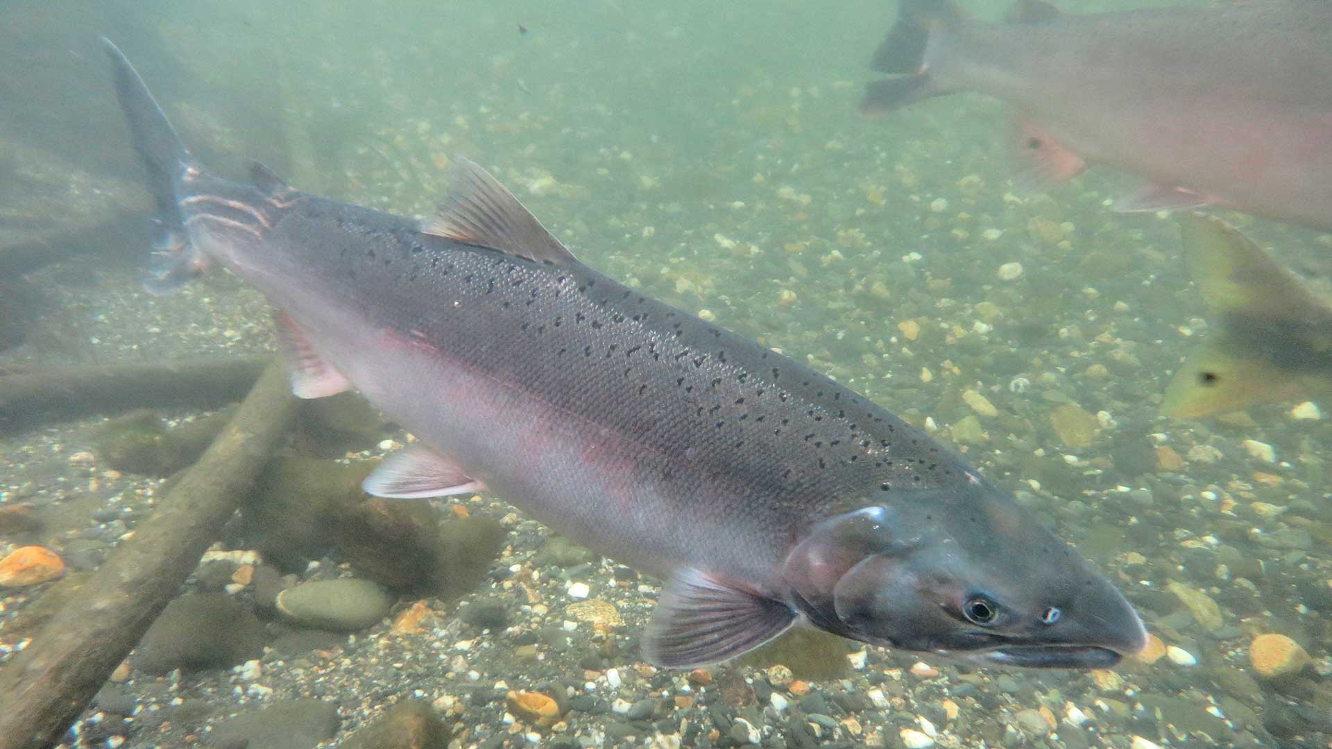 Photo of a silver-colored fish swimming through a murky green stream.