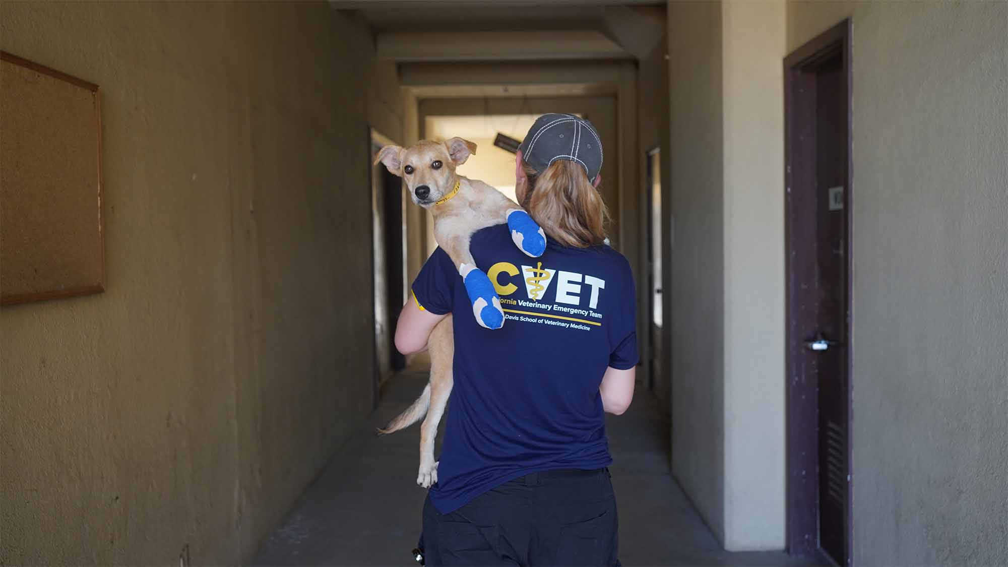 Staff member wearing CVET shirt carries dog with bandaged paws