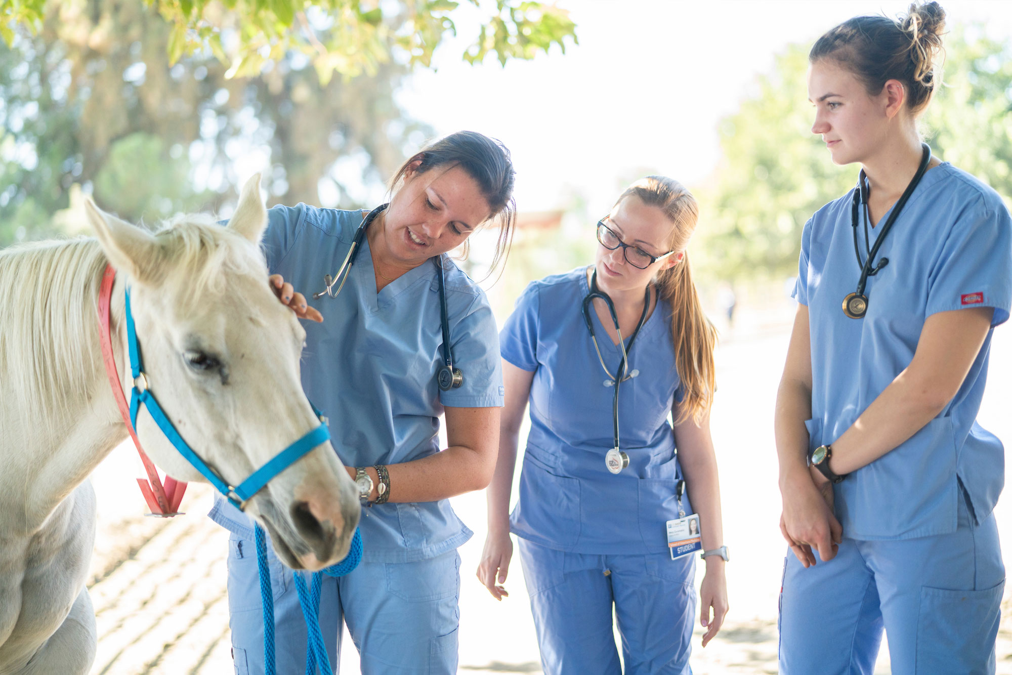 First-year veterinary medicine students learn how to check the health and how to work with horses at the Center for Equine Health