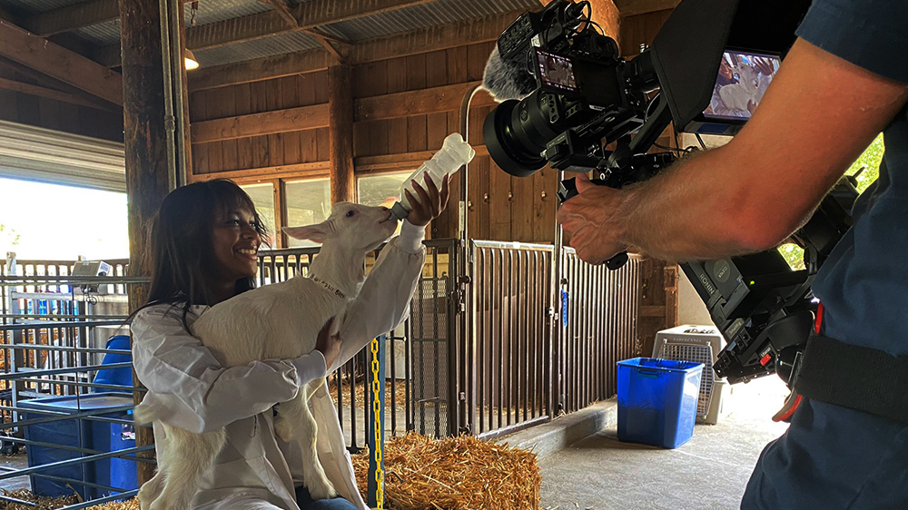 A female students feeds a baby goat while being filmed.