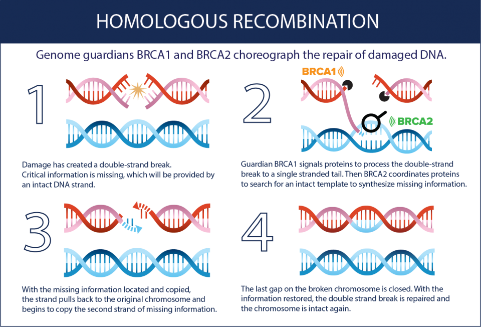 homologous recombination diagram