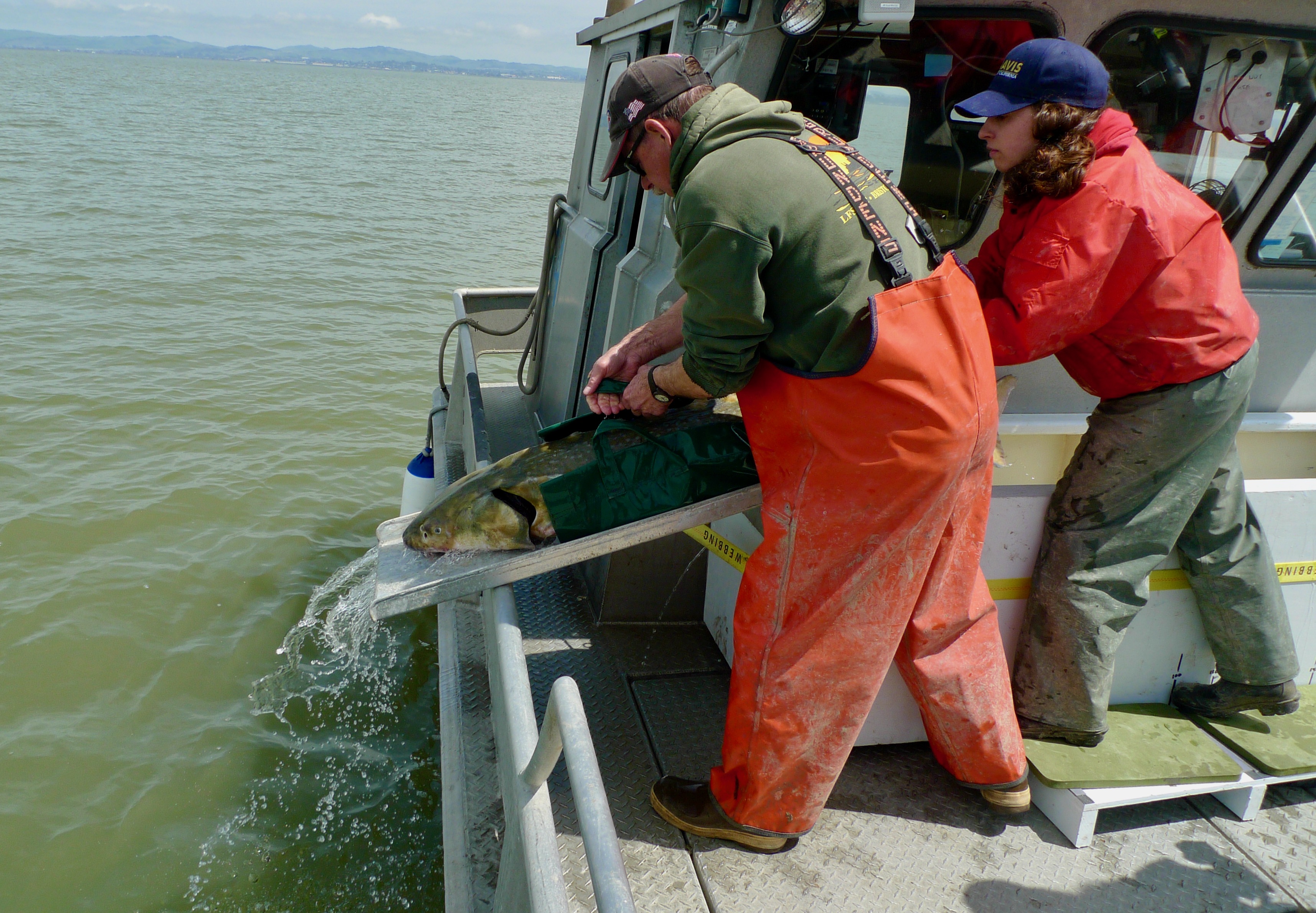 fisheries scientist tag a sturgeon from boat