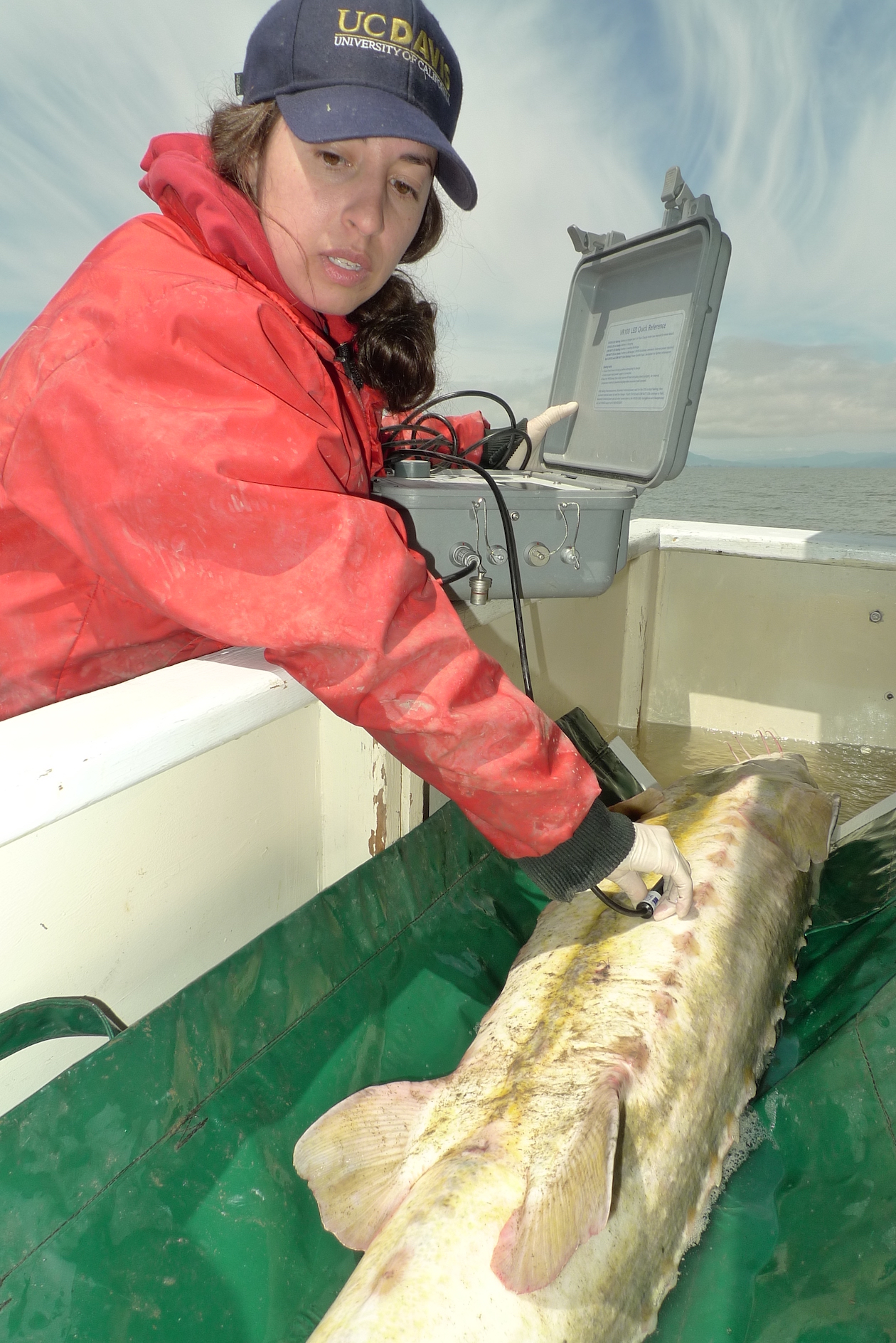 Emily Miller in red coat and UC Davis cap tags white sturgeon on boat