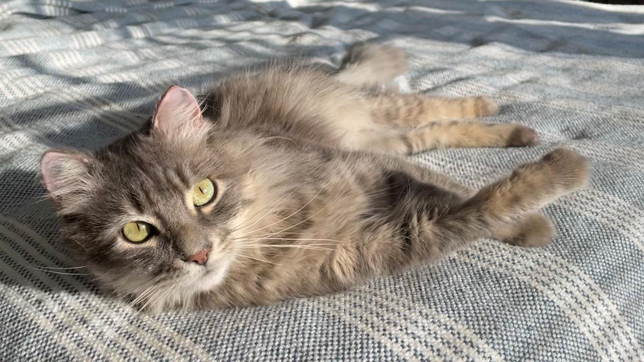 Brown cat lying down