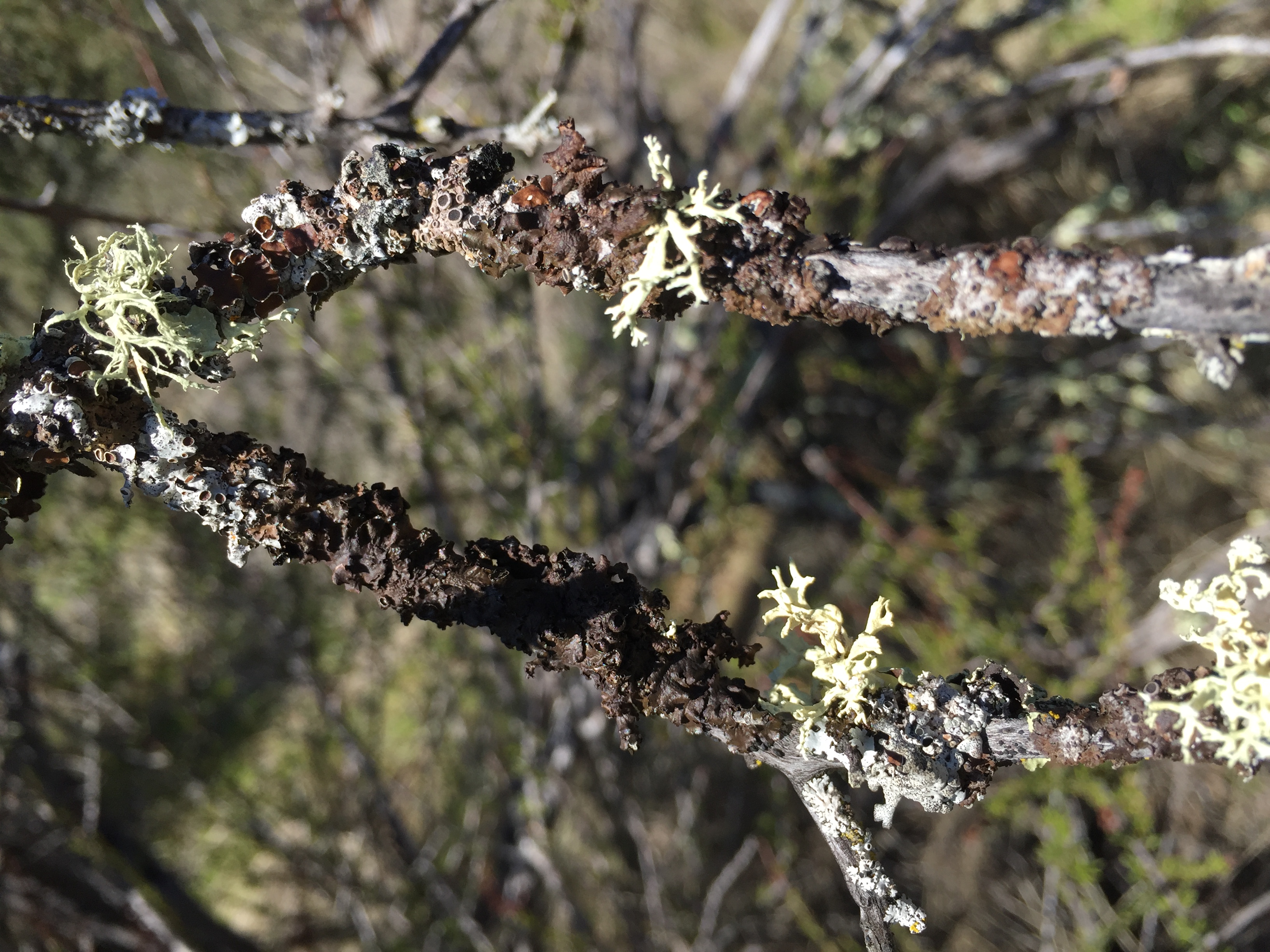 lichen attached to tree branch