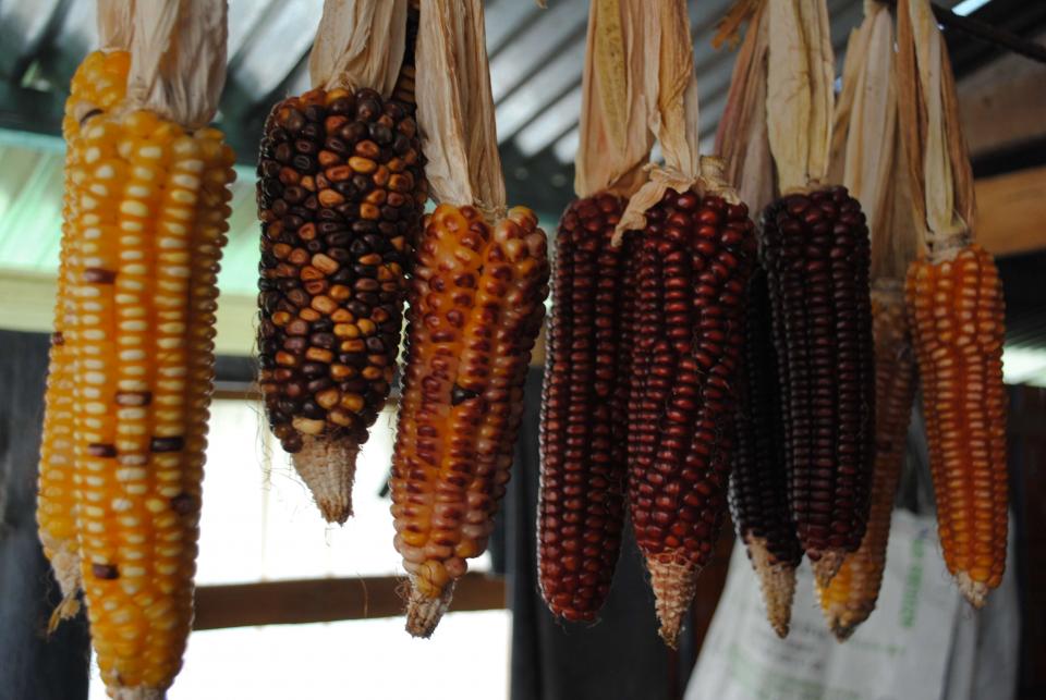 A variety of colored corn from yellow to brown hanging