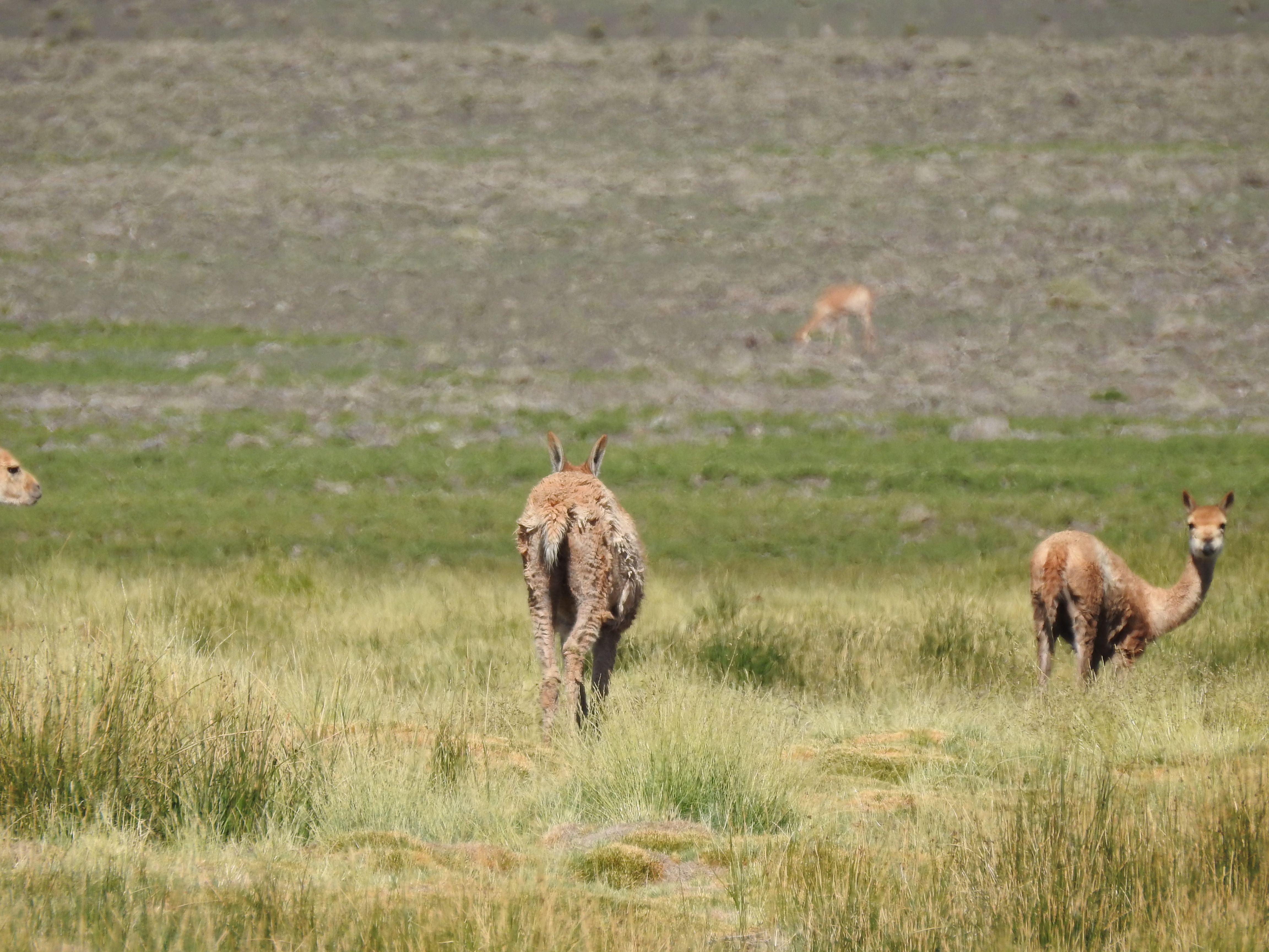 Mange-affected vicuñas graze in San Guillermo National Park in Argentina.