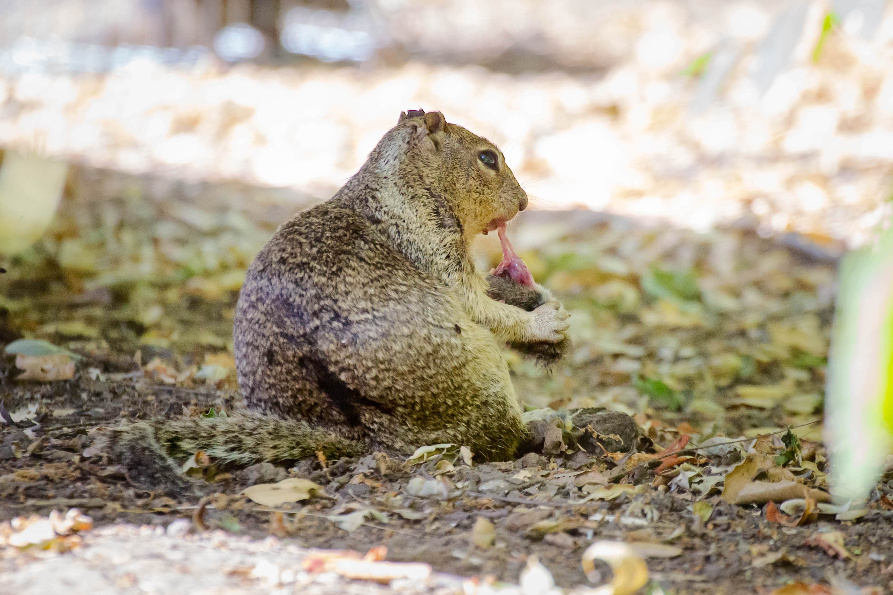 Large ground squirrel sits eating a vole, pulling at its pink flesh with its teeth