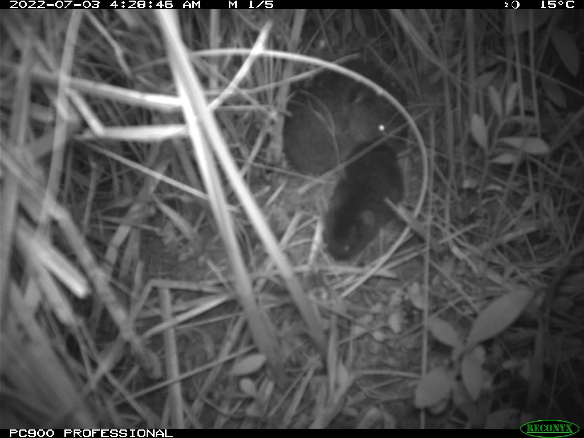 trail cam still shot of mother Amargosa vole and pup, in black and white