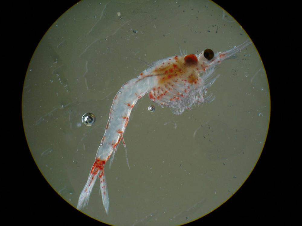 mysis shrimp up close