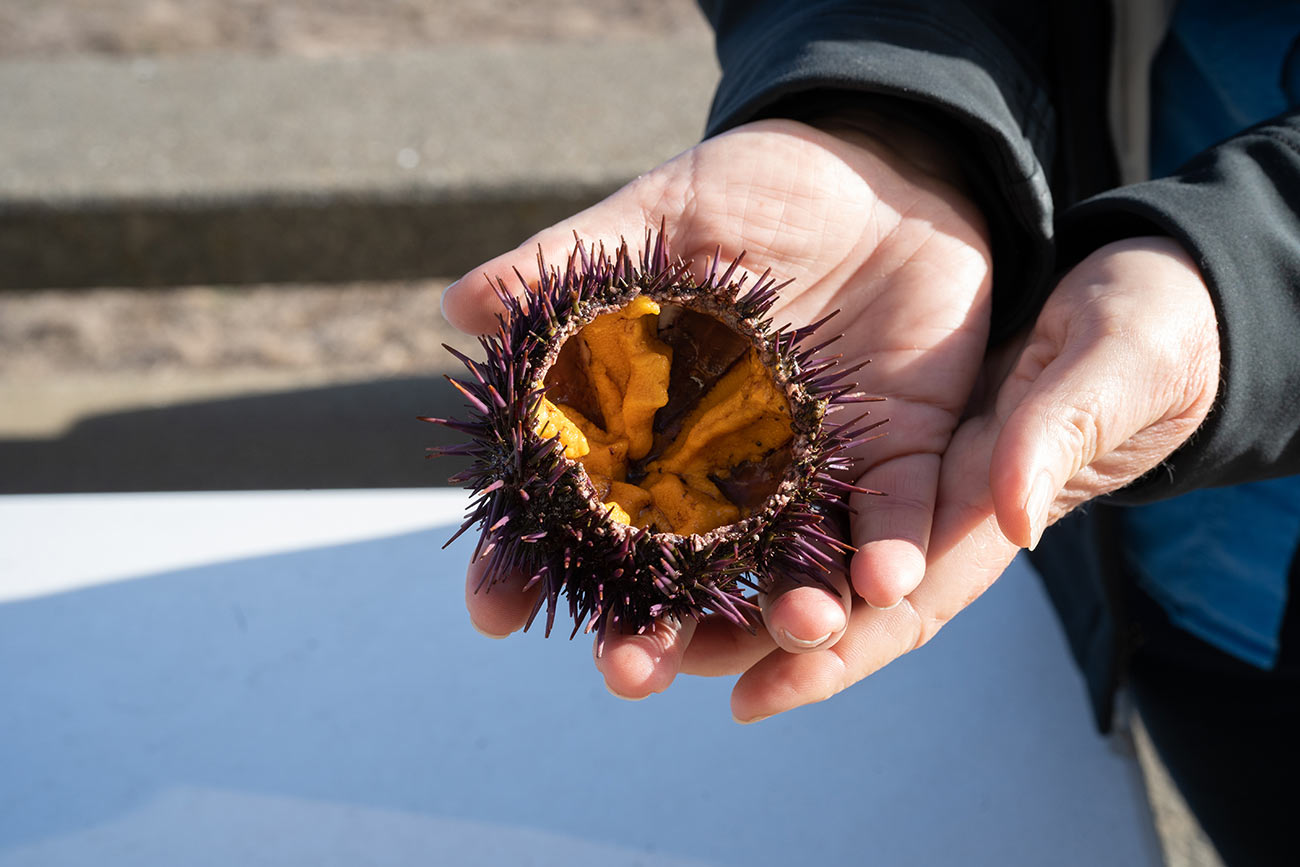 Purple Urchin Insides