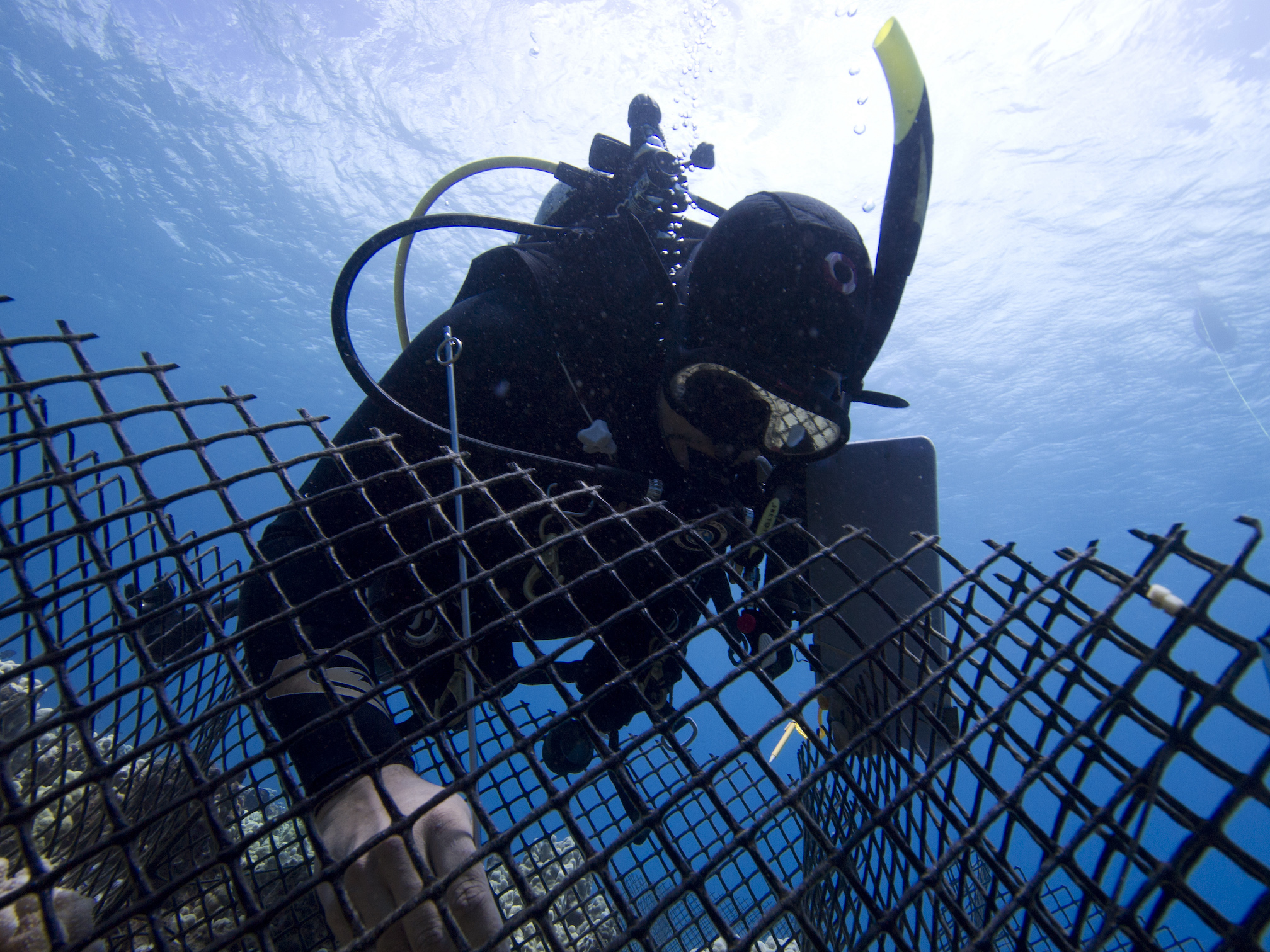 Man dives in coral reef