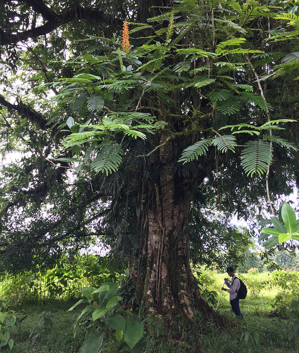 Adrian conducting fieldwork by tree