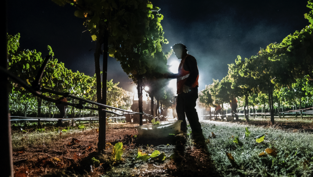 early morning grape harvest