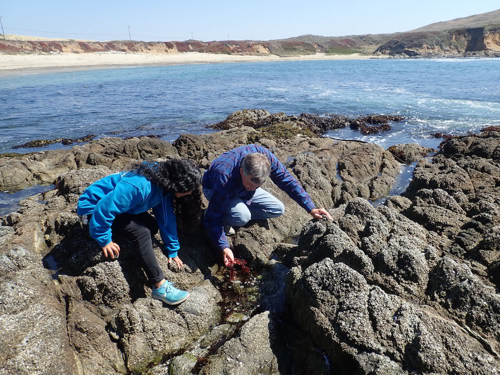 Jacquie Rajerison (left) and Professor Eric Sanford (right) crouch down to search for interesting discoveries in a tide pool at the Bodega Marine Reserve.