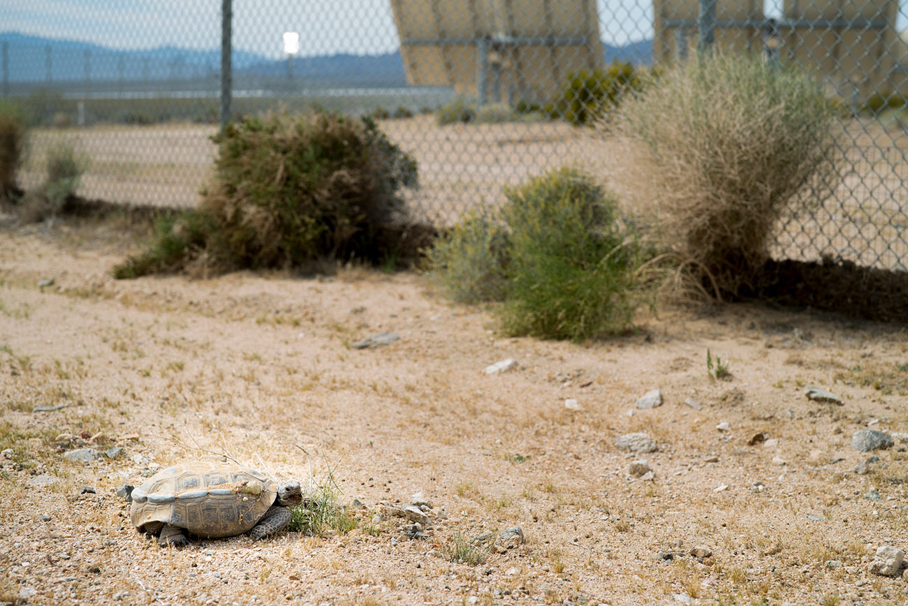 Tortoise in the Desert near a Solar Electric Plant