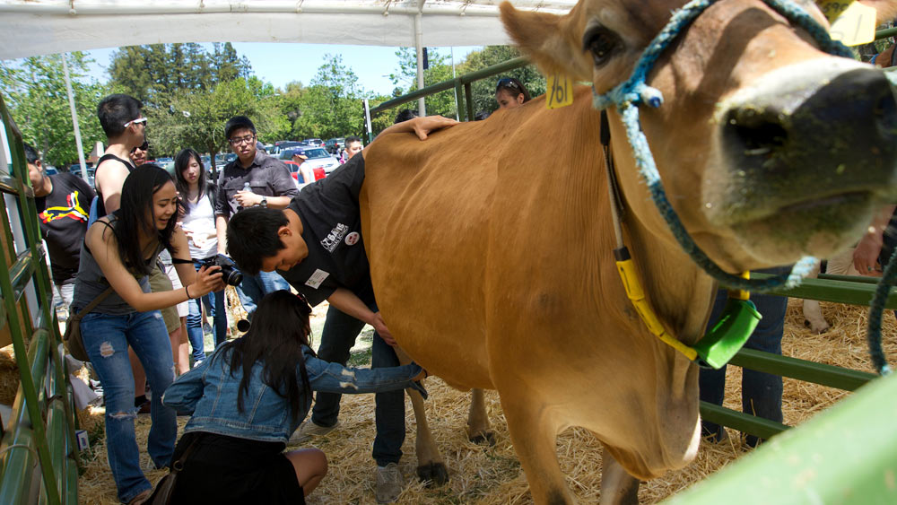 An animal science student helps a student milk a cow at UC Davis picnic day