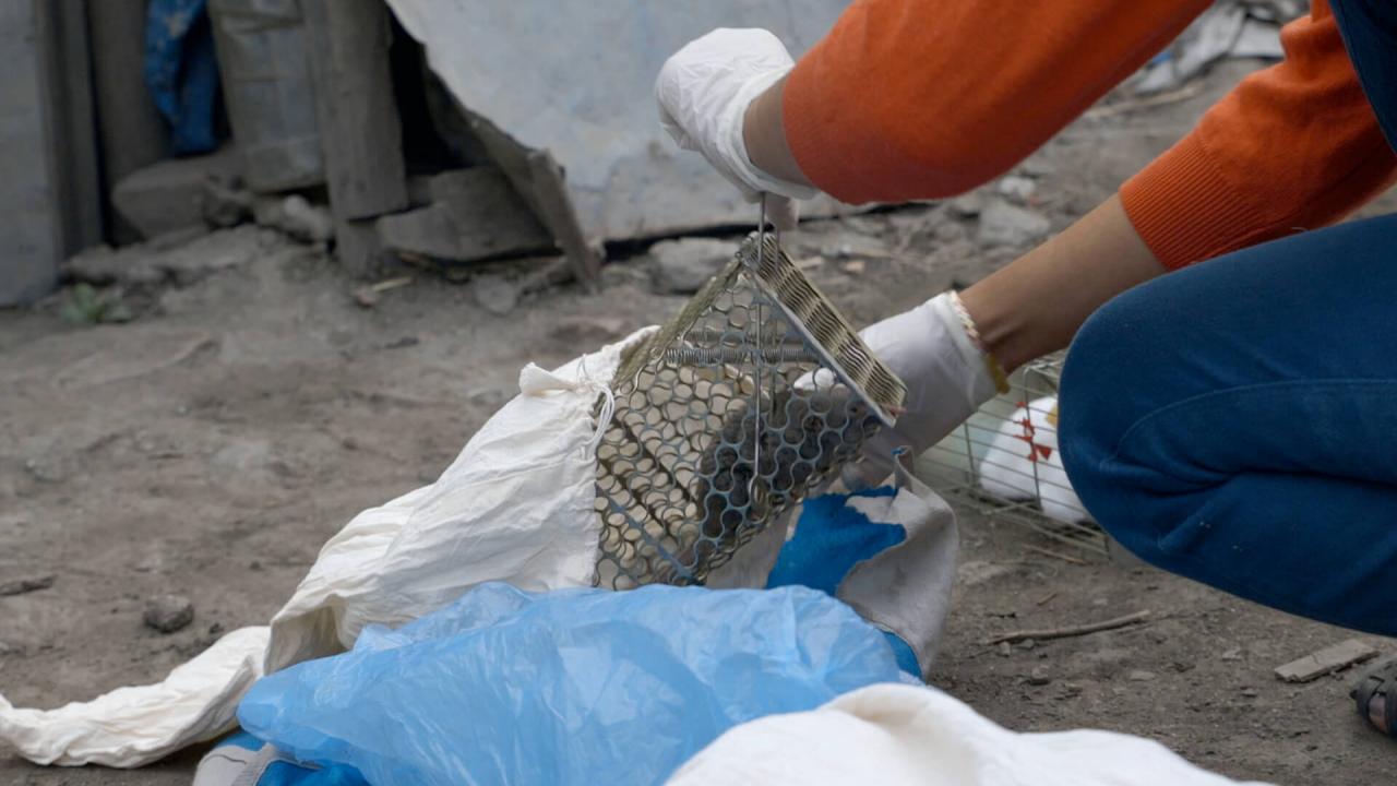 trapping rodents in Nepal