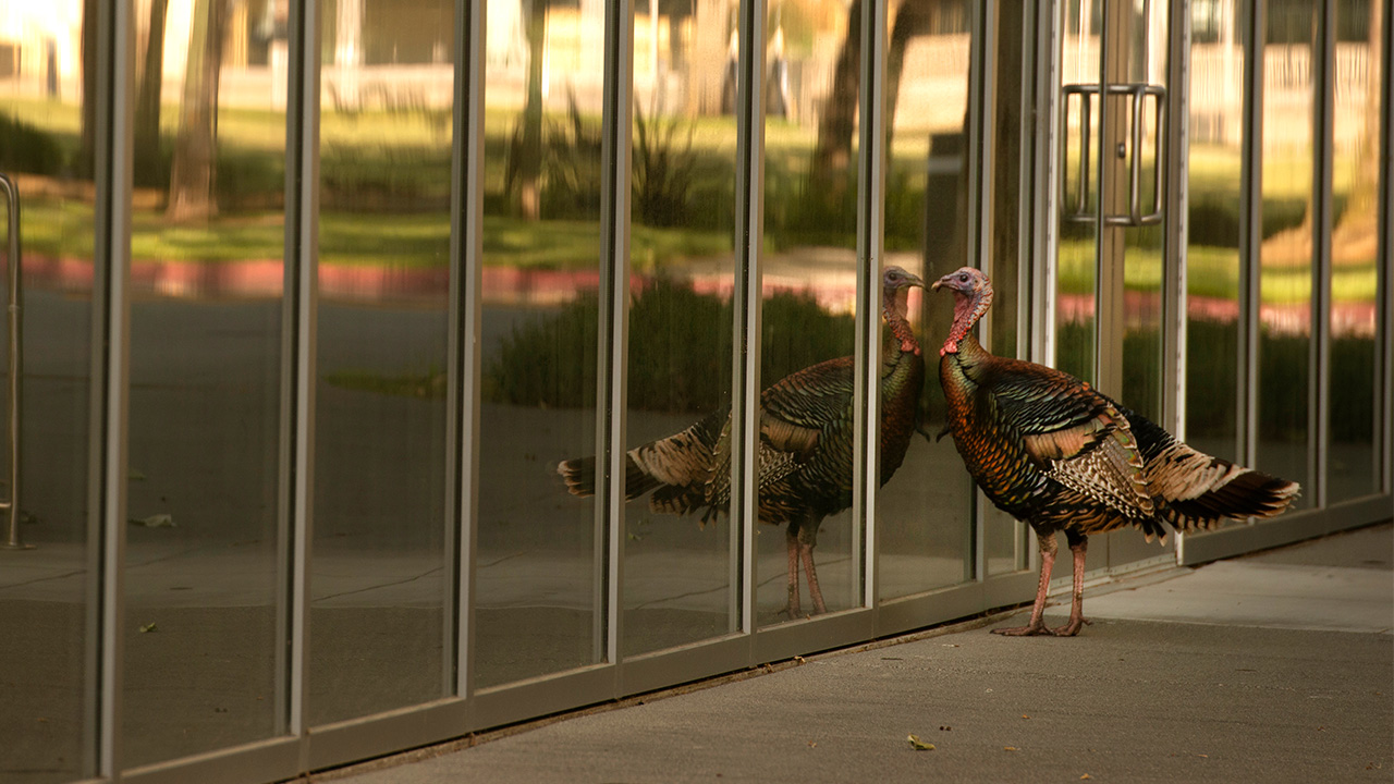 A turkey looks at its reflection in the outer glass wall of the UC Davis Conference Center.